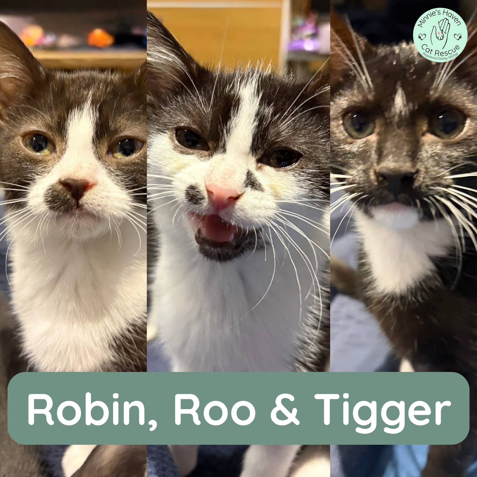 Robin, Roo & Tigger