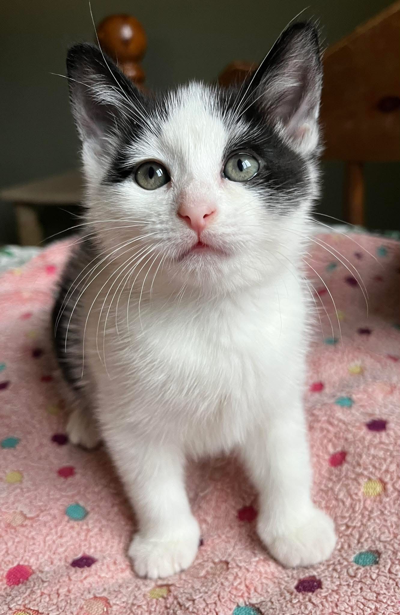 Dustin, Lucas & Maxine