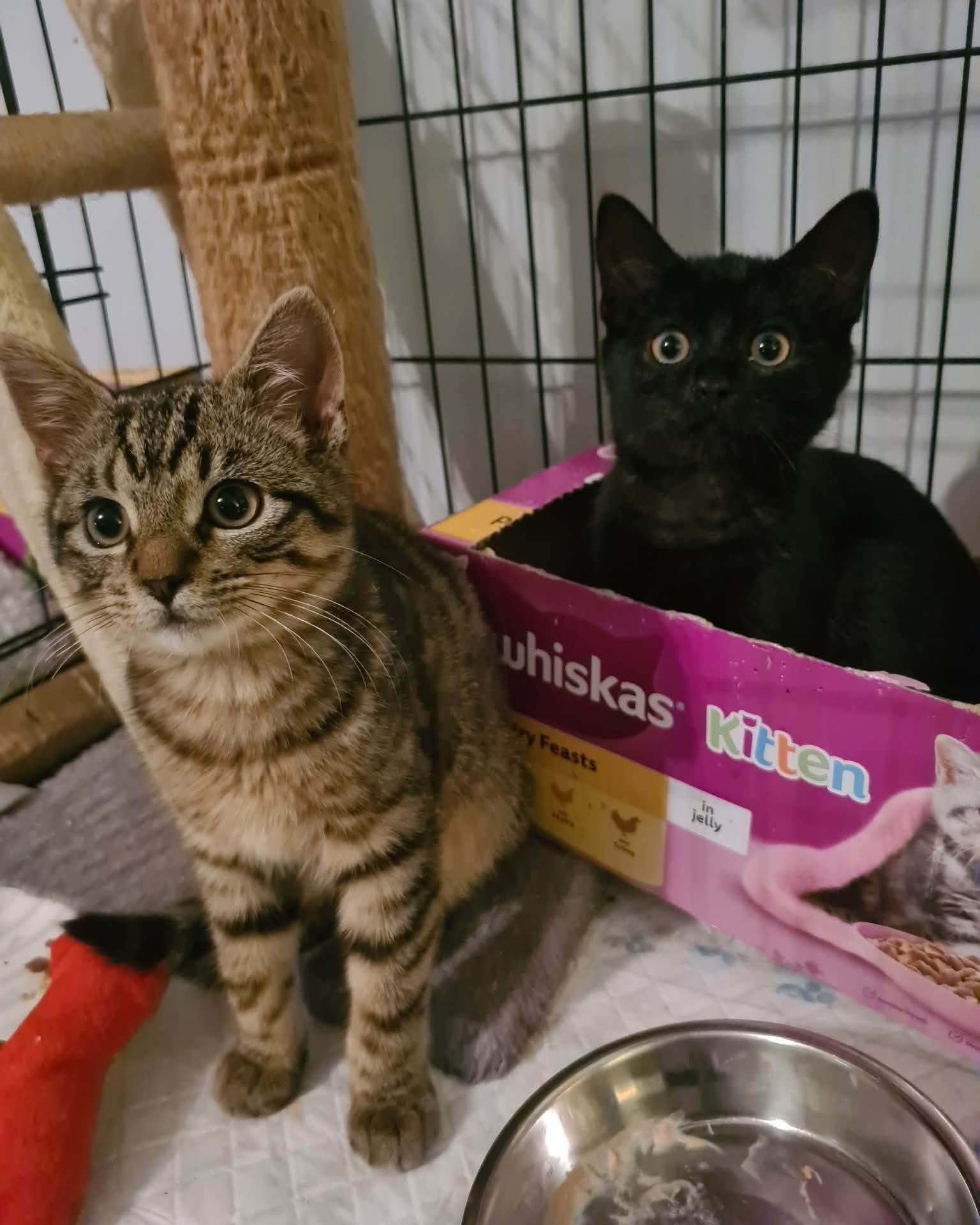 Picanto, Dash, Stig and Sonet 