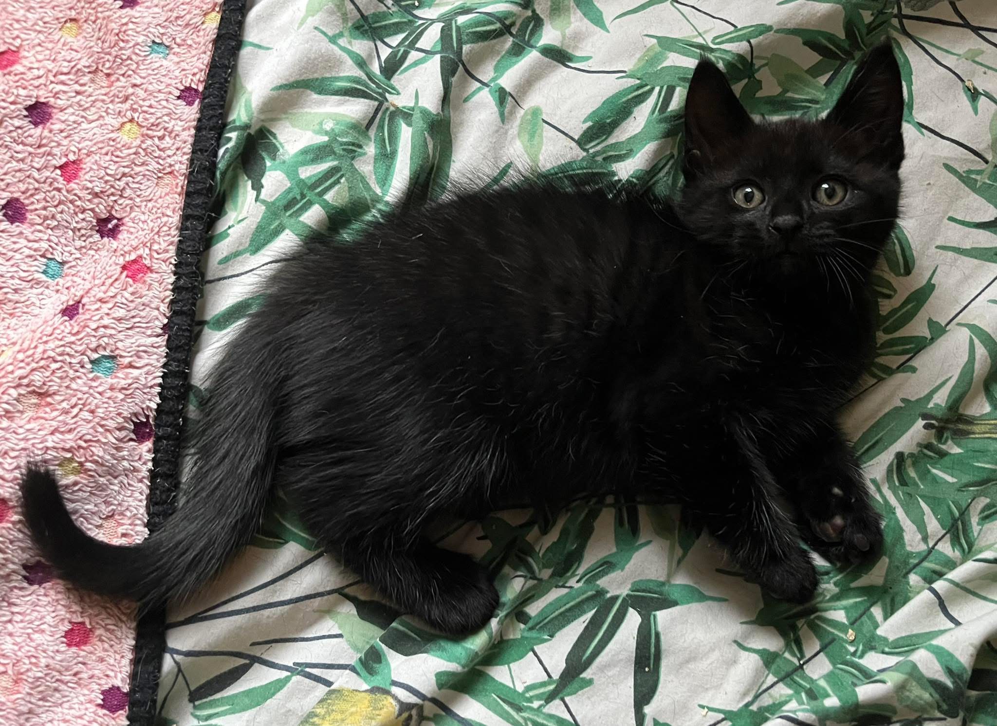 Dustin, Lucas & Maxine