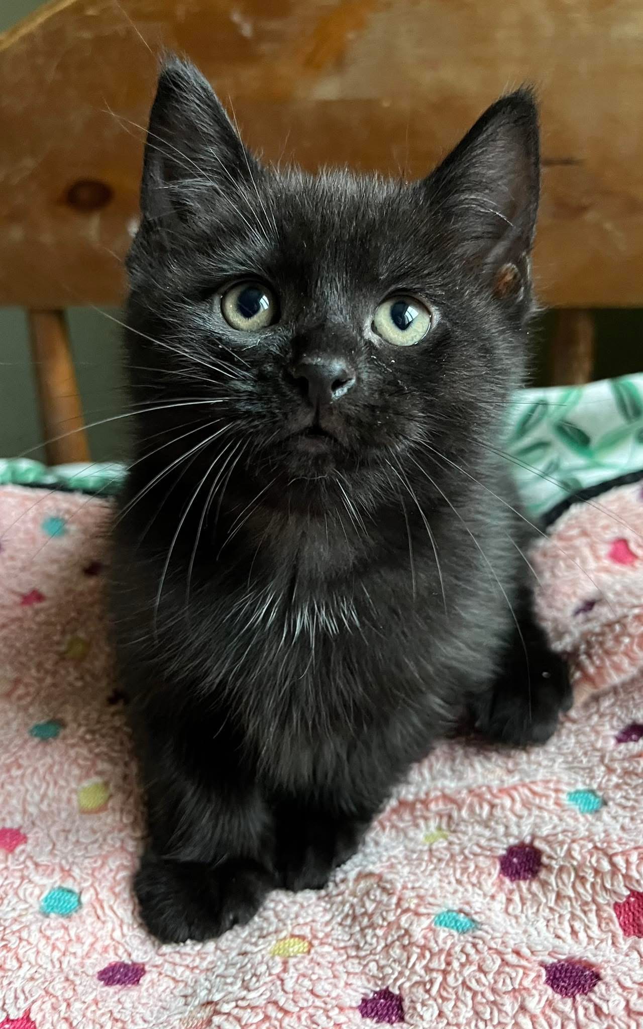 Dustin, Lucas & Maxine