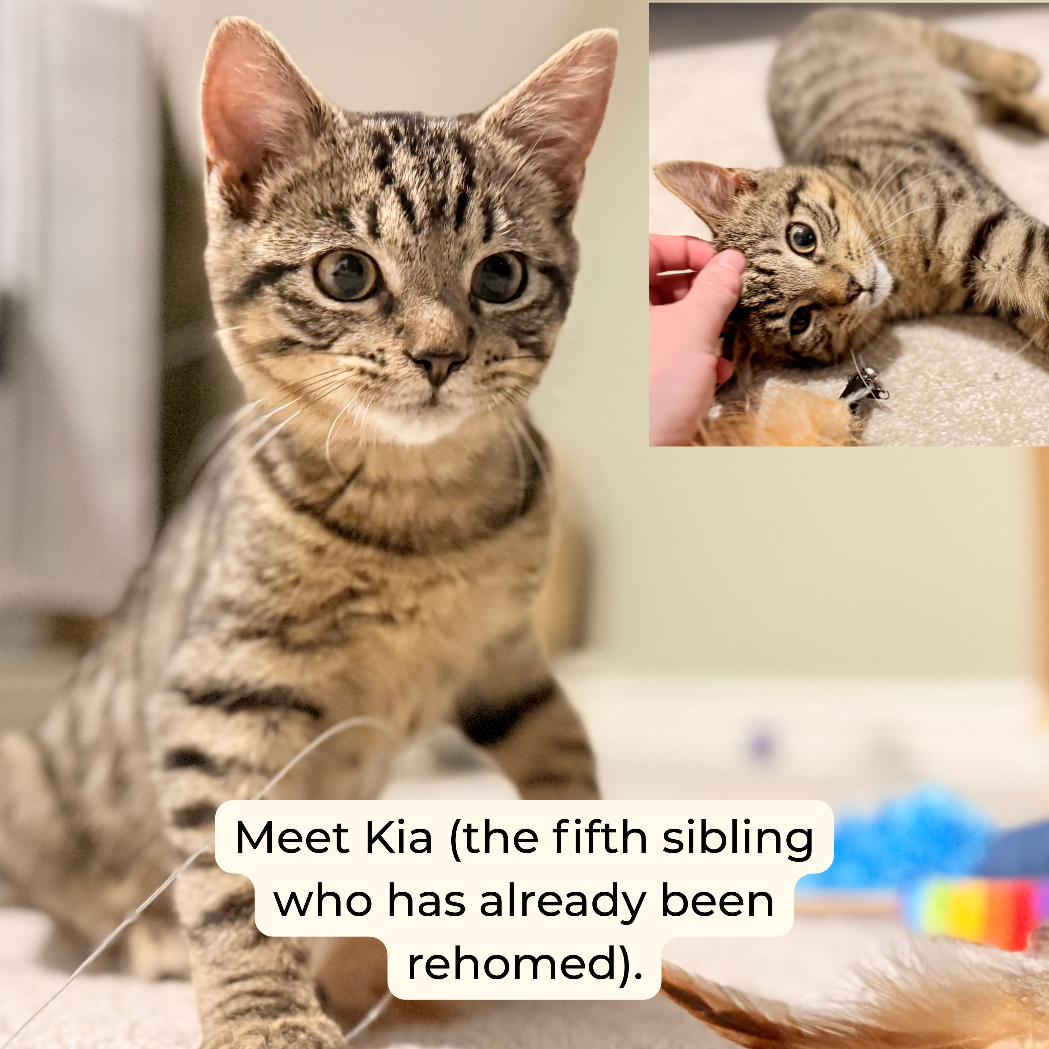 Picanto, Dash, Stig and Sonet 