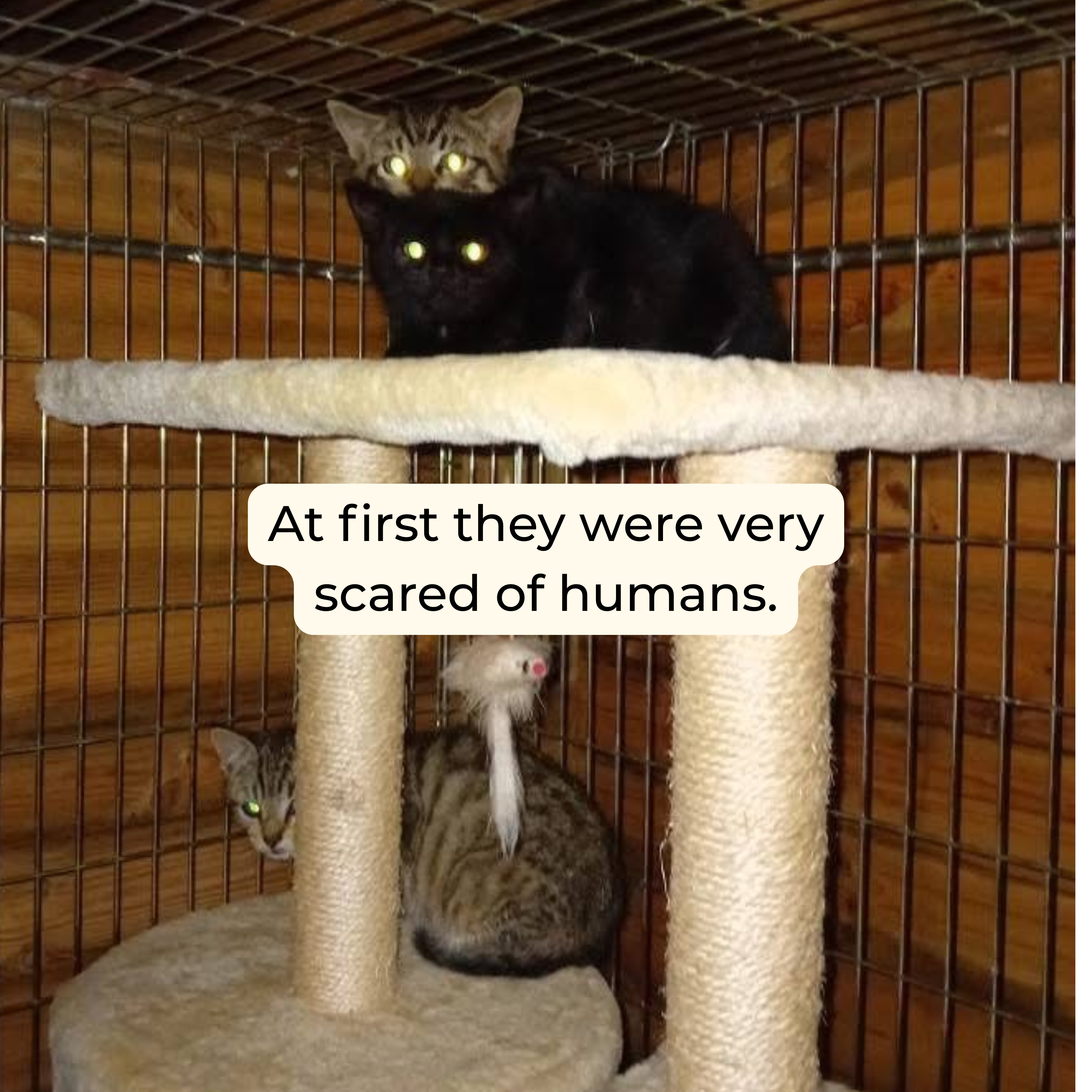 Picanto, Dash, Stig and Sonet 