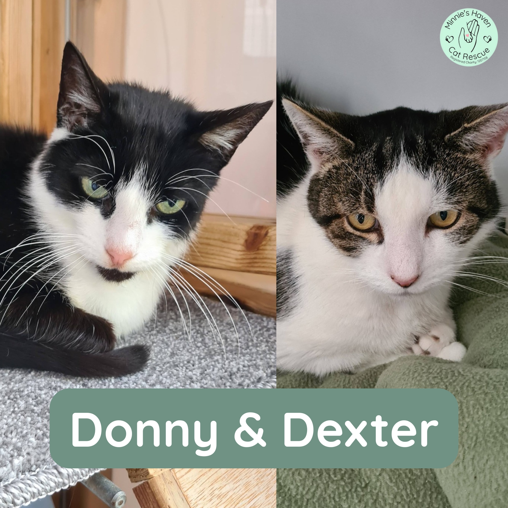 Donny & Dexter