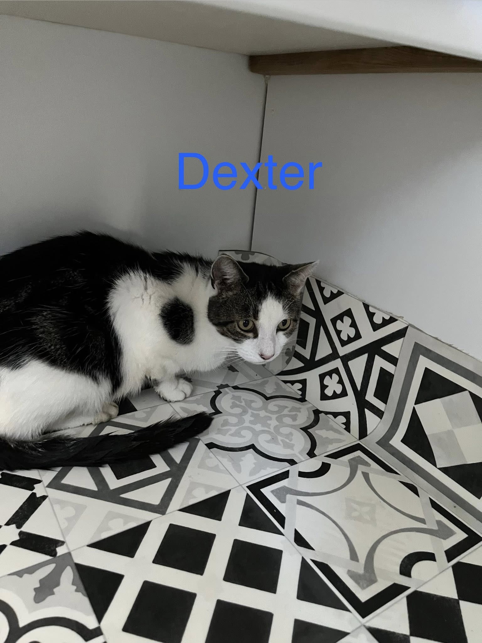 Donny & Dexter