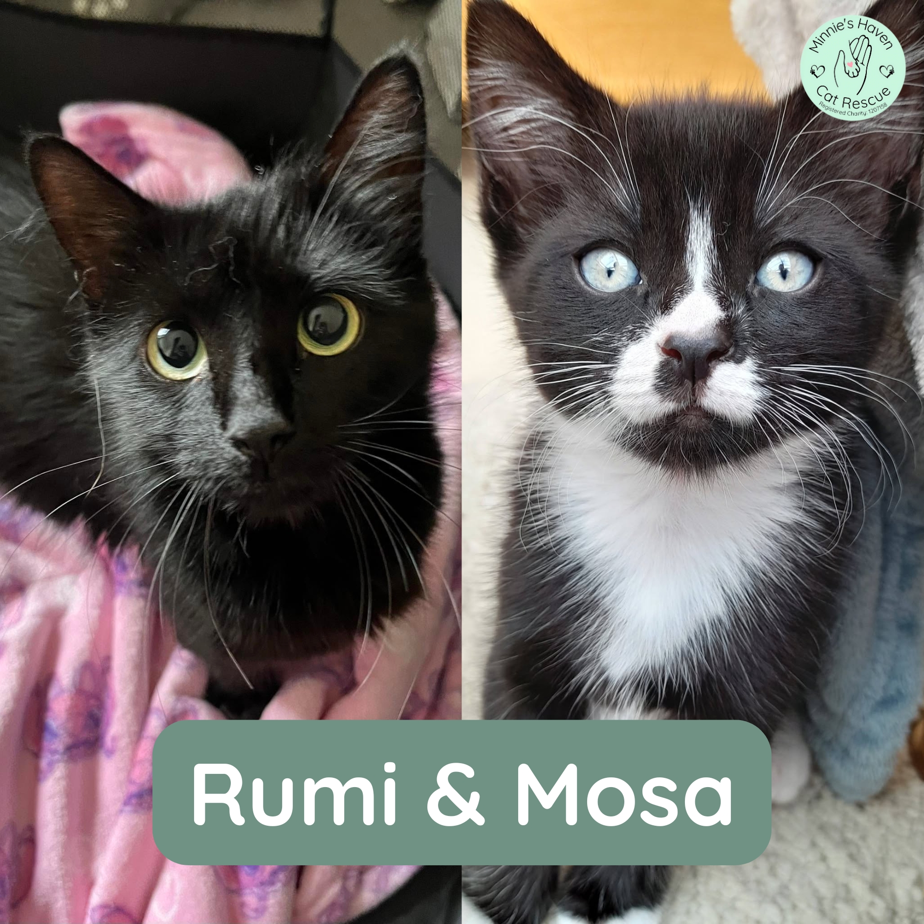 Rumi & Mosa