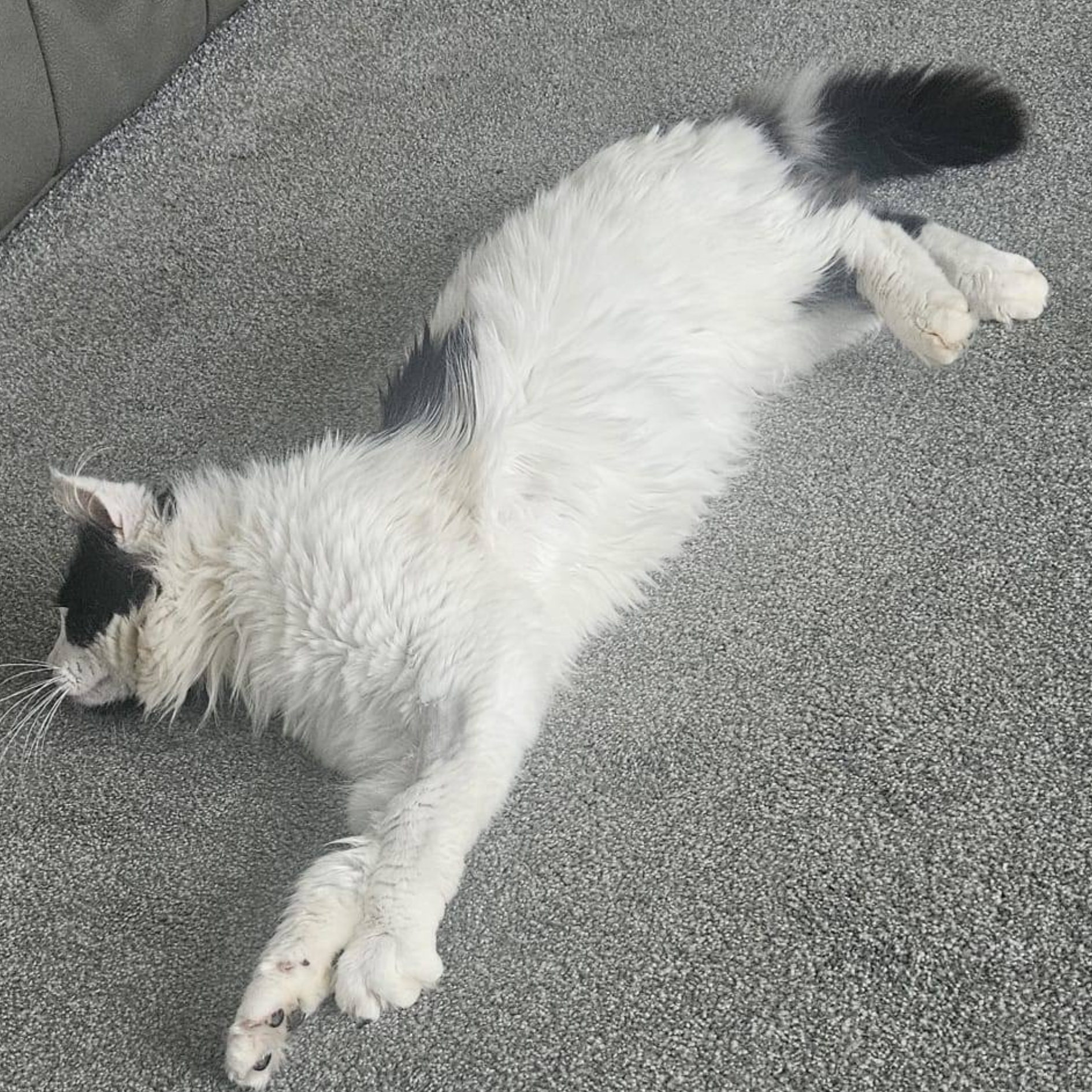 Oscar