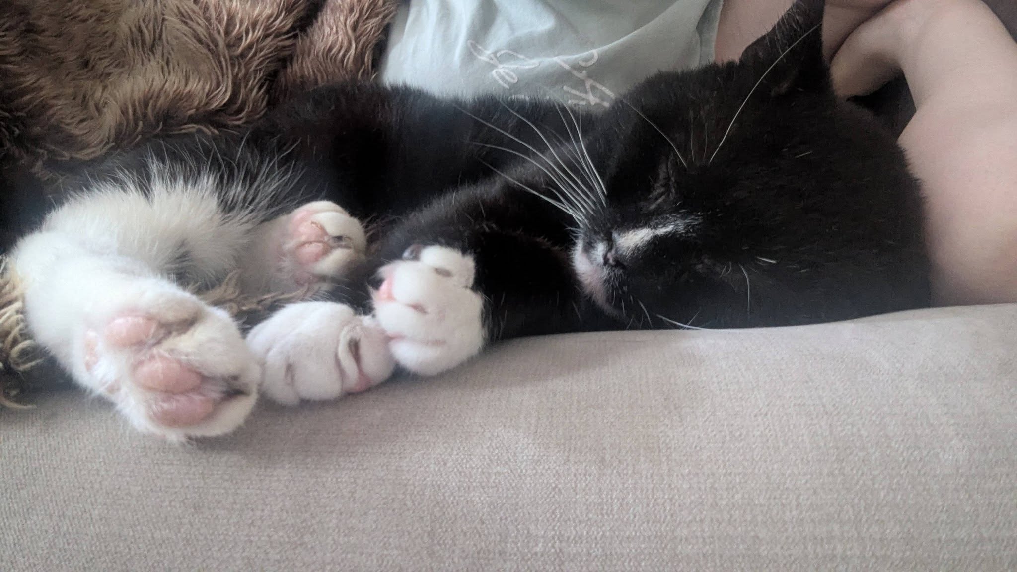 Pete