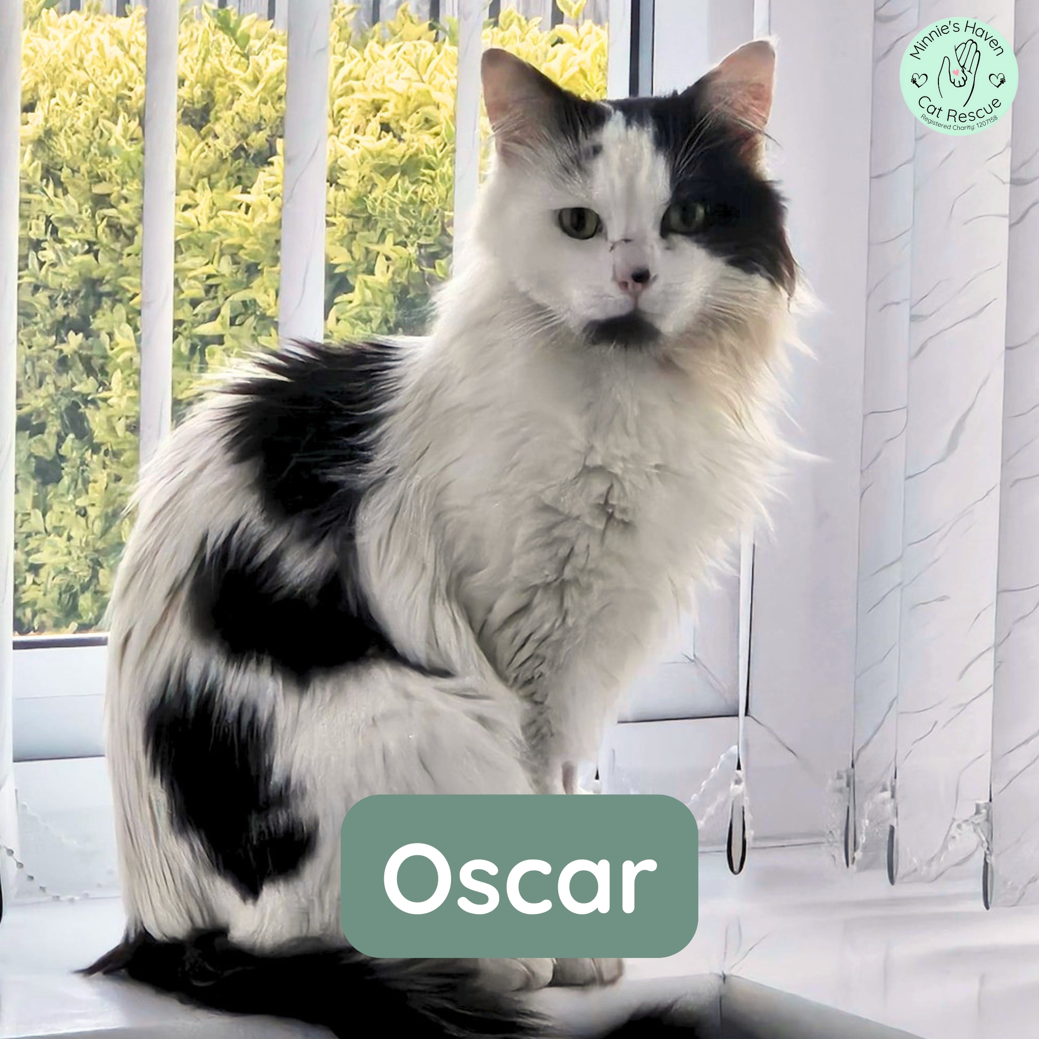 Oscar