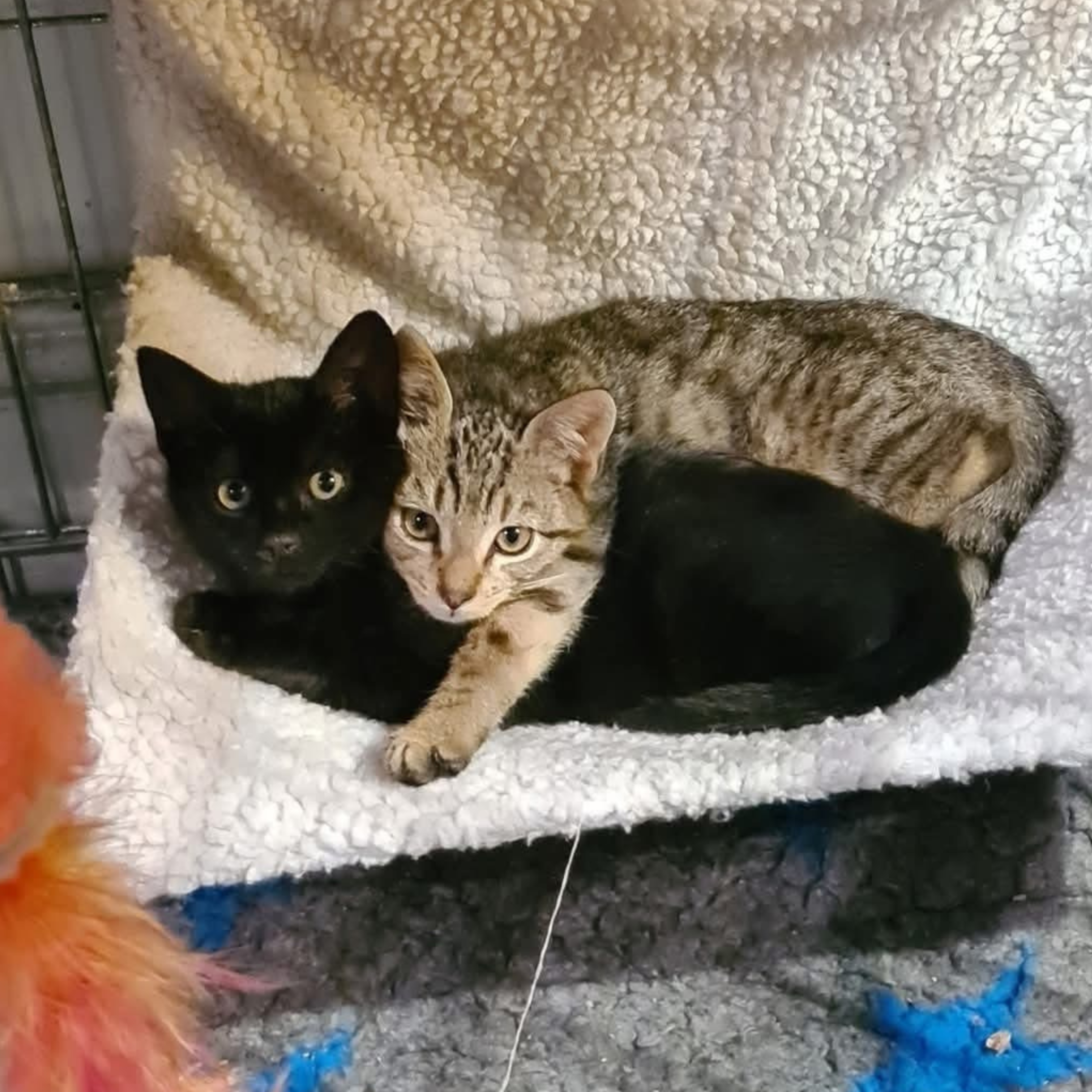 Picanto, Dash, Stig and Sonet