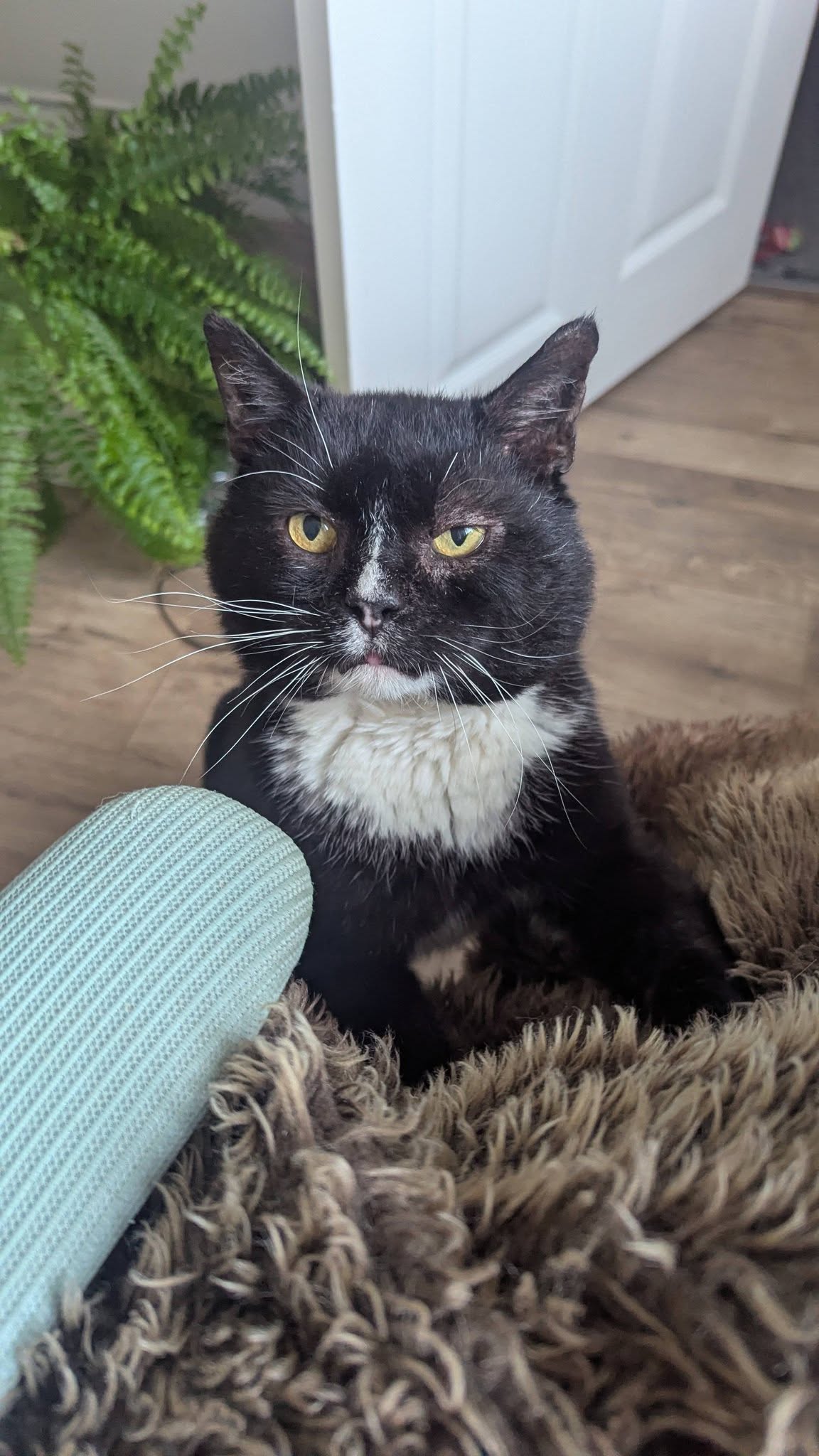 Pete