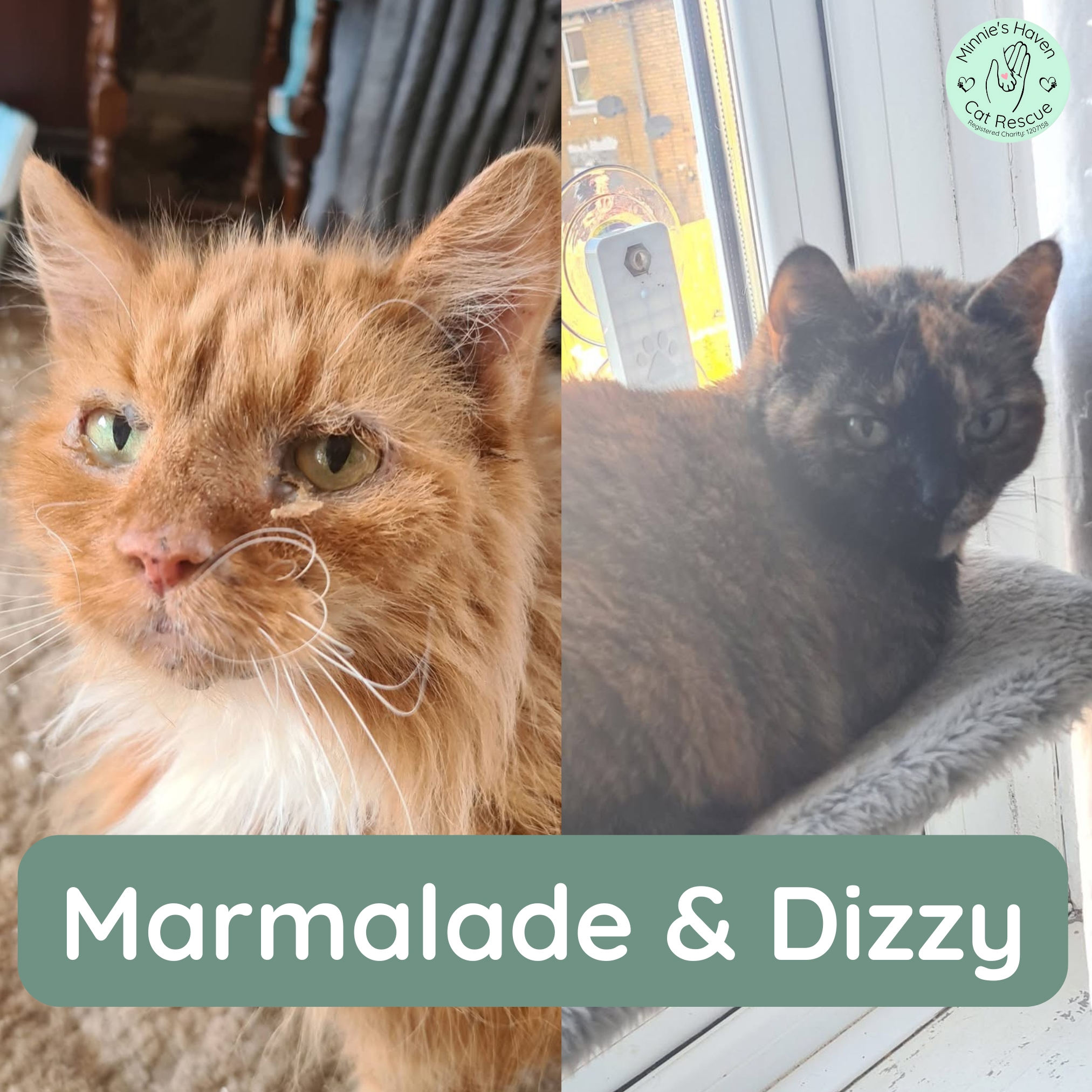 Marmalade & Dizzy