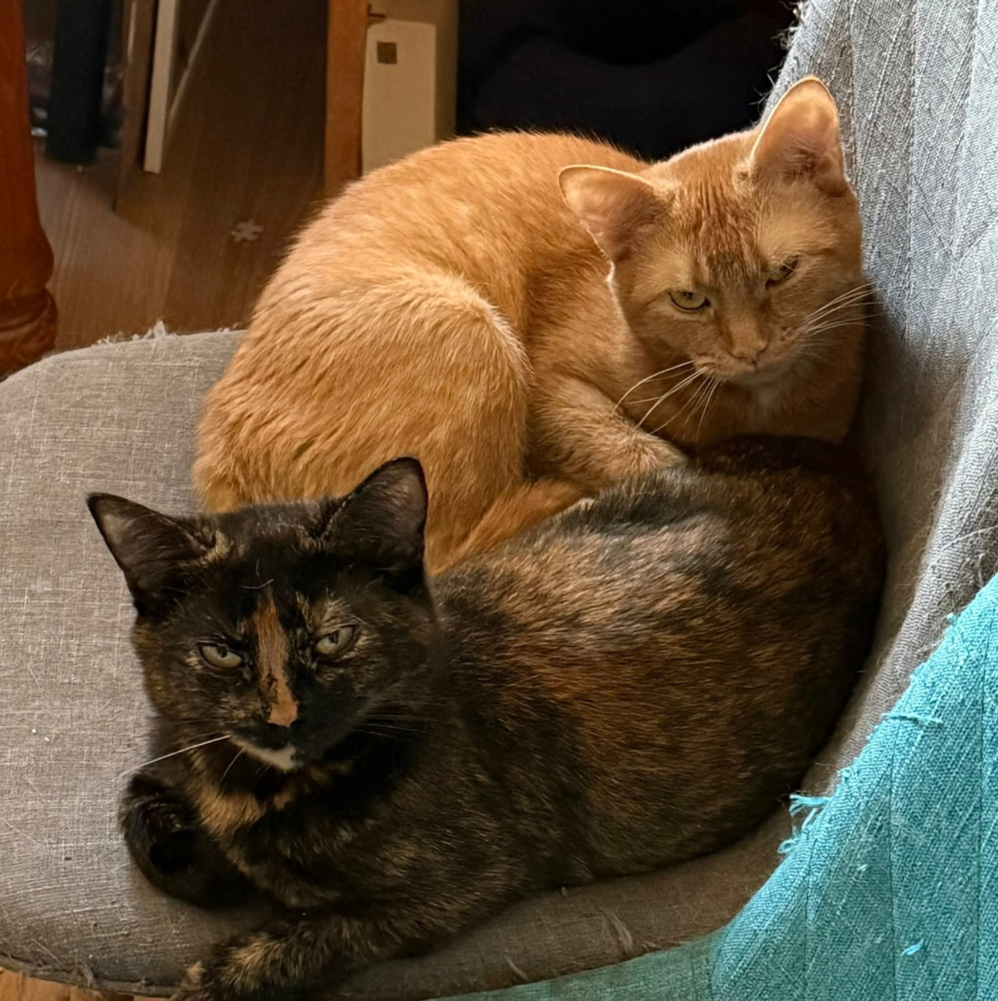 Paprika and Nutmeg