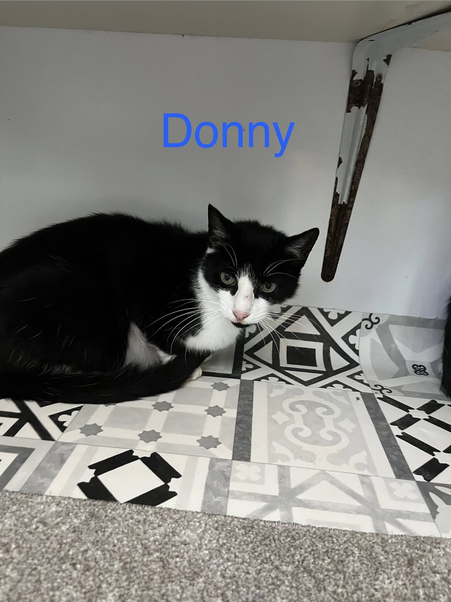 Donny & Dexter