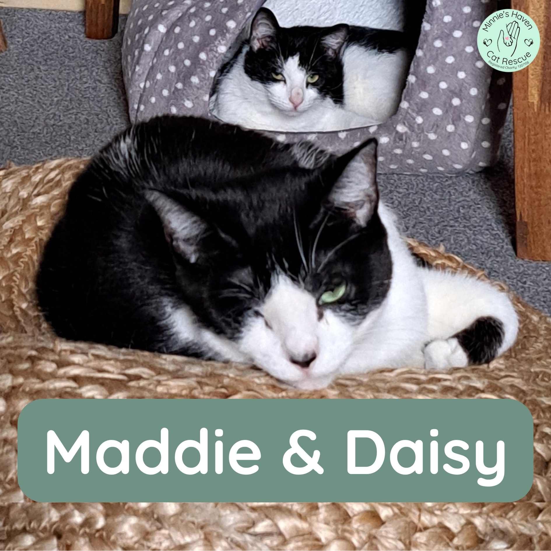Maddie & Daisy