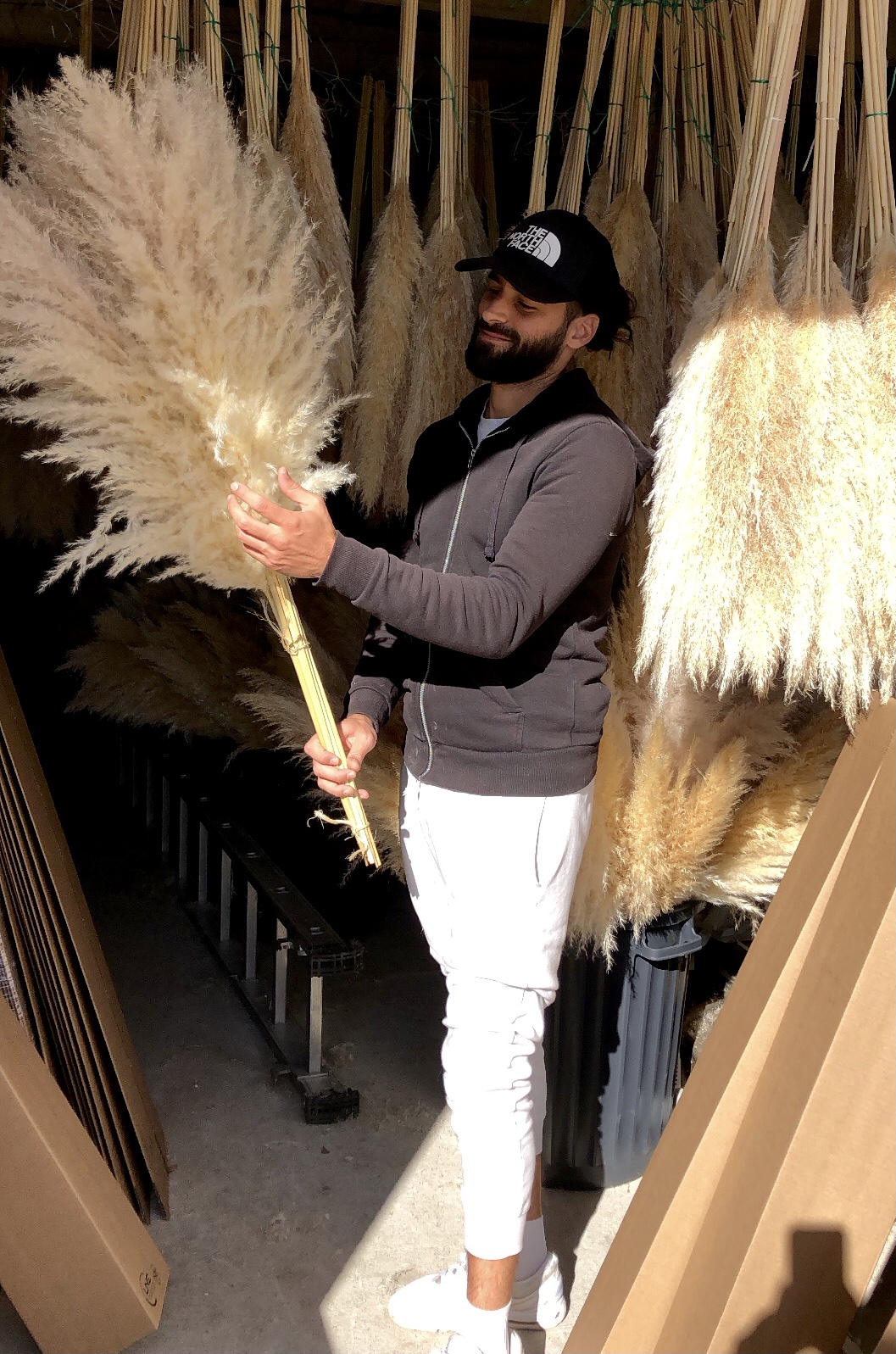 Pampas touffues naturelles crème et rosé/violacé 90cm à 120cm