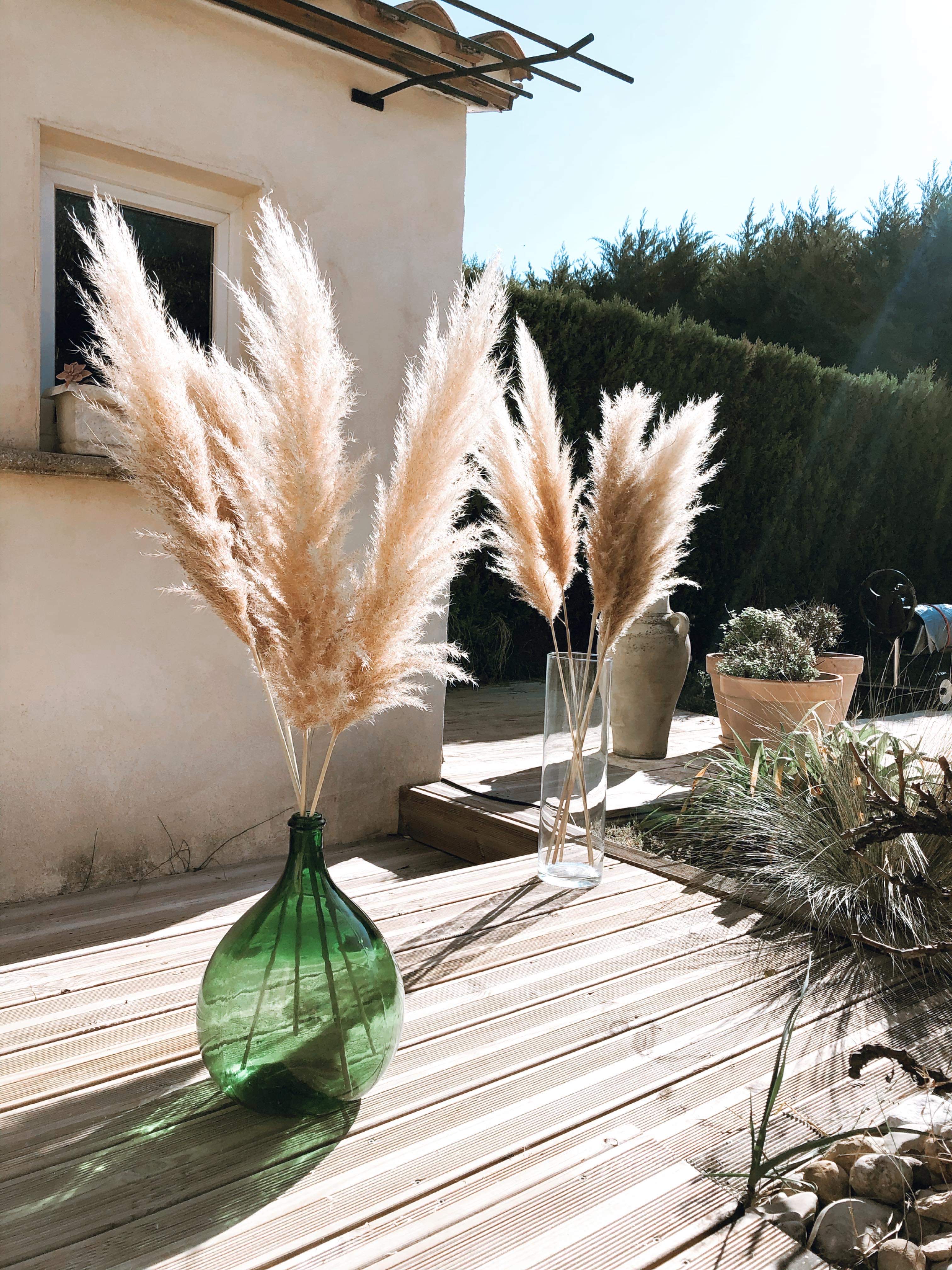 Pampas séchées 90cm à 115cm