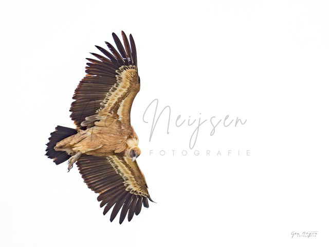 Deltavlieger, vale gier