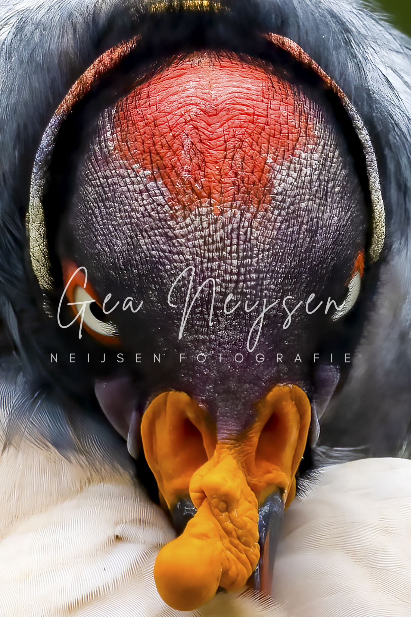 Koningsgier kijkt en luistert