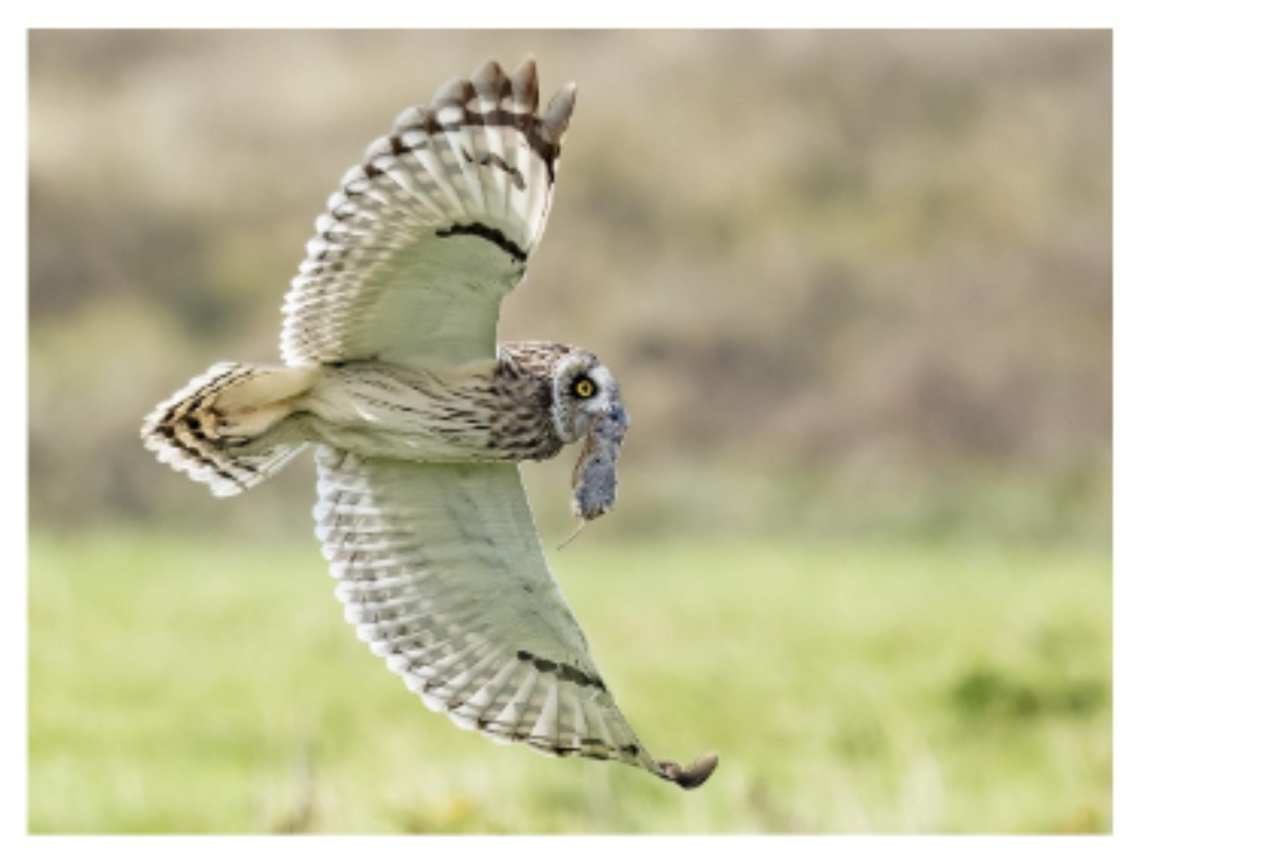 Ansichtkaart - Thuisbezorgd.nl - Velduil met muis