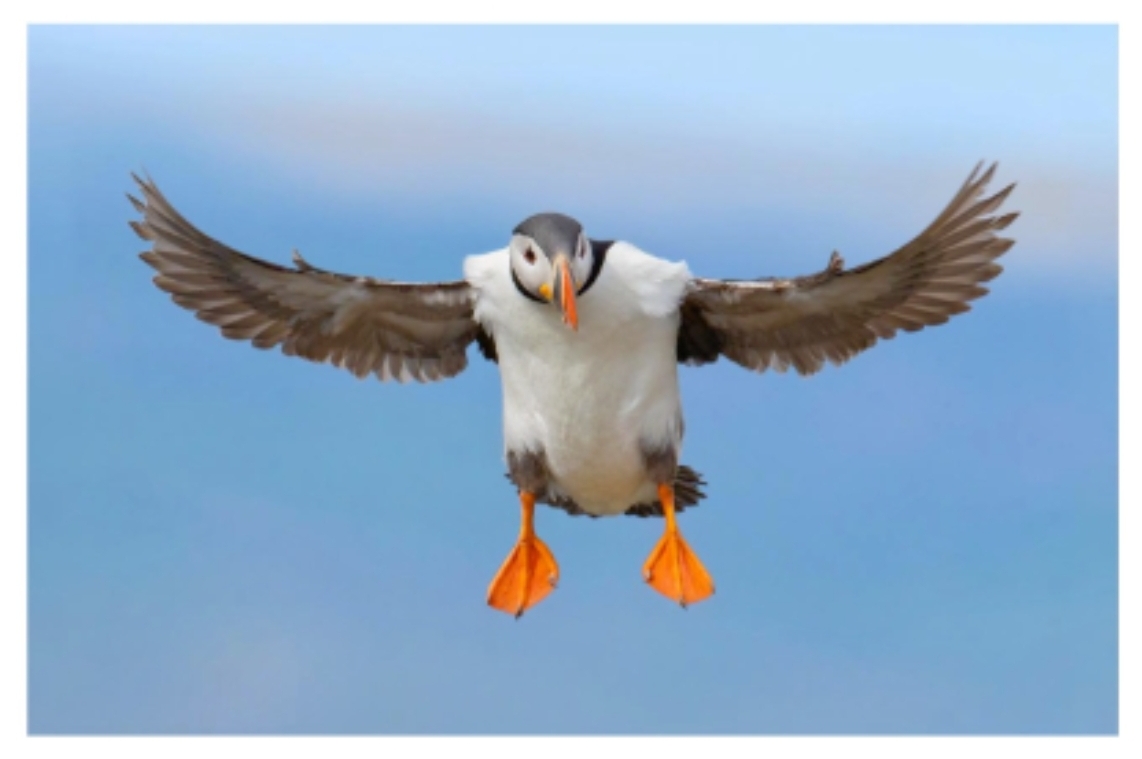 Ansichtkaart - Dominee - Papegaaiduiker