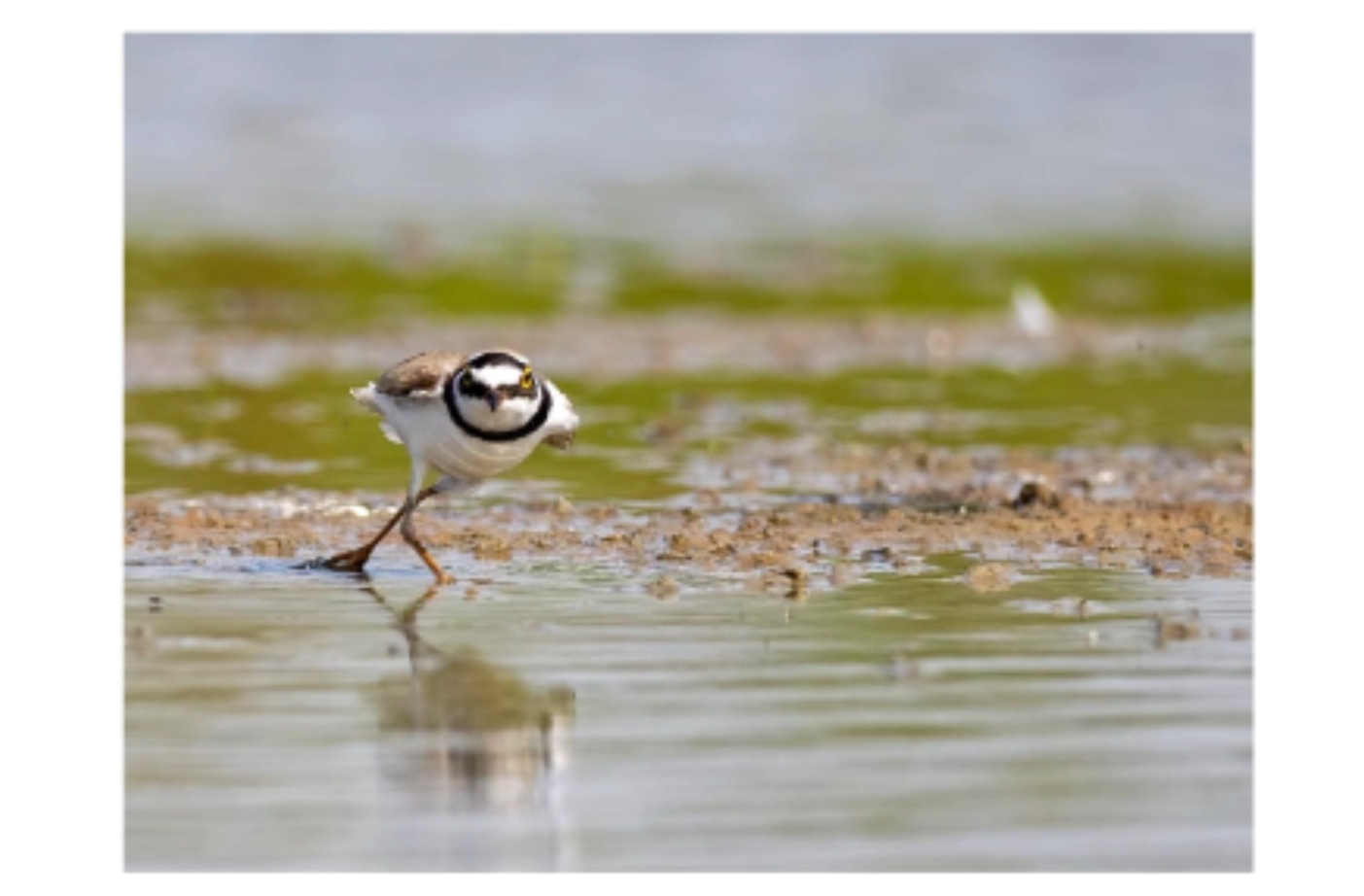 Ansichtkaart - Pootje over - Kleine Plevier