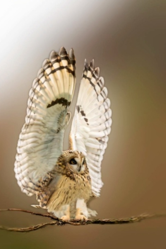 Asichtkaart - Verkeersregelaar - Velduil