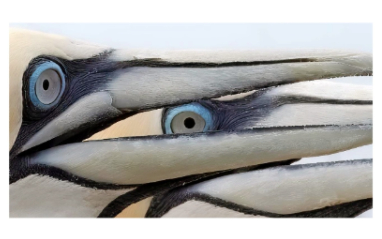 Ansichtkaart - Twee ogen