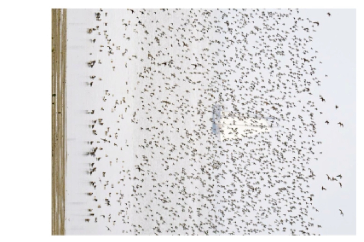 Ansichtkaart - Zeilschip achter vogels