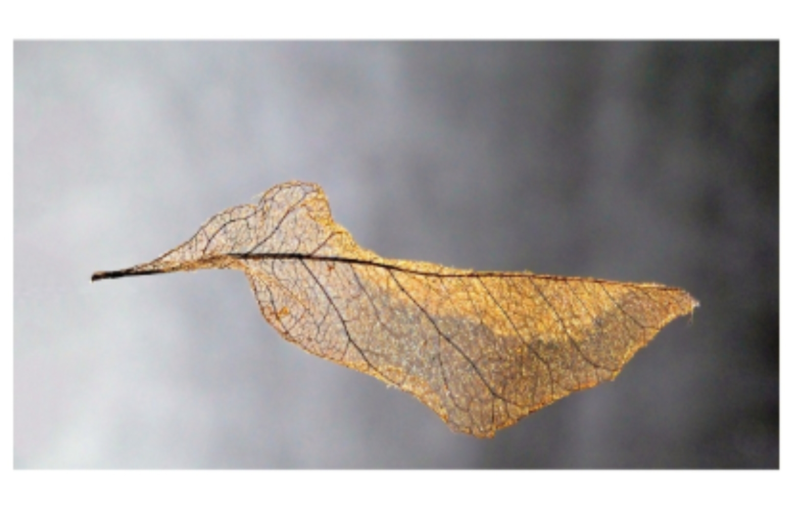 Ansichtkaart - Vervallen blaadje