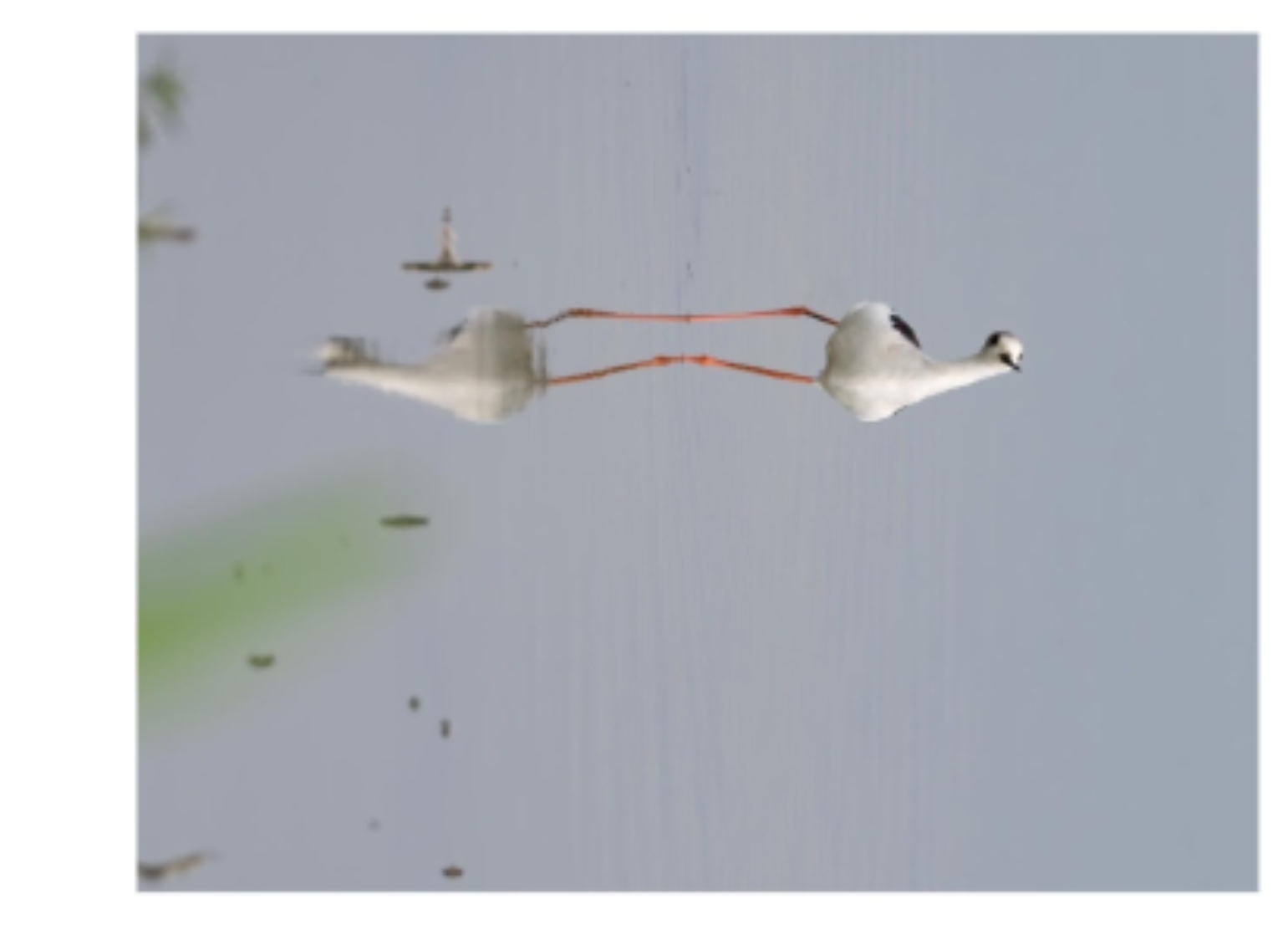 Ansichtkaart van een Steltkluut