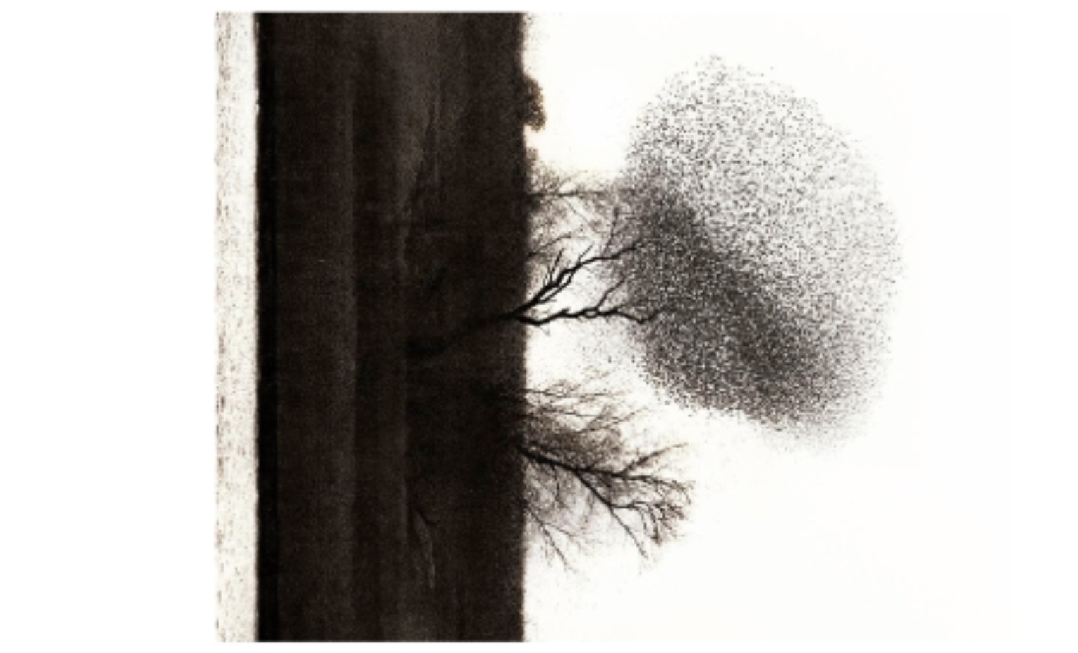 Anischtkaart - Spreeuwenboom - Spreeuwen