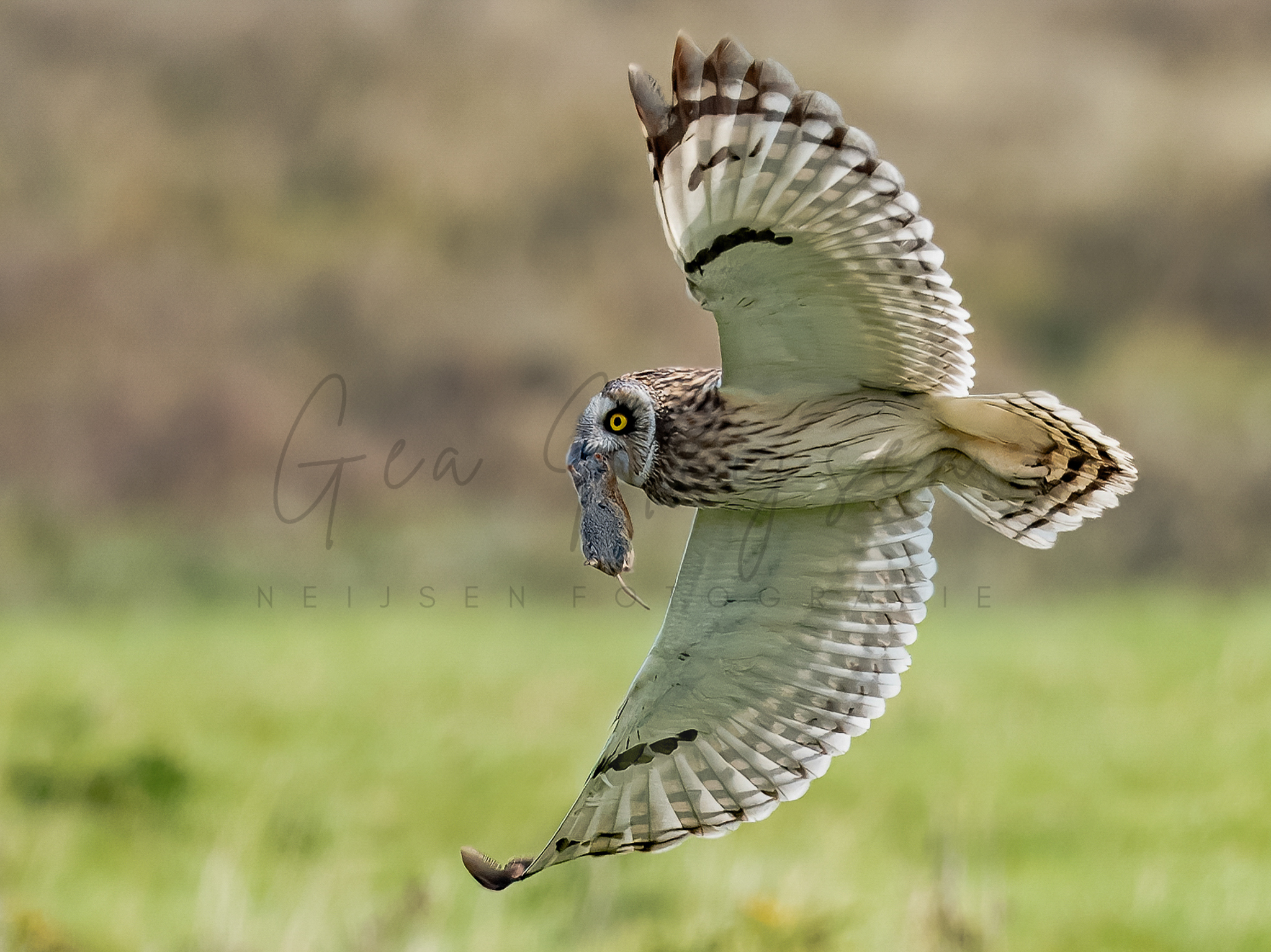 Thuisberzorgd.nl - Velduil met muis