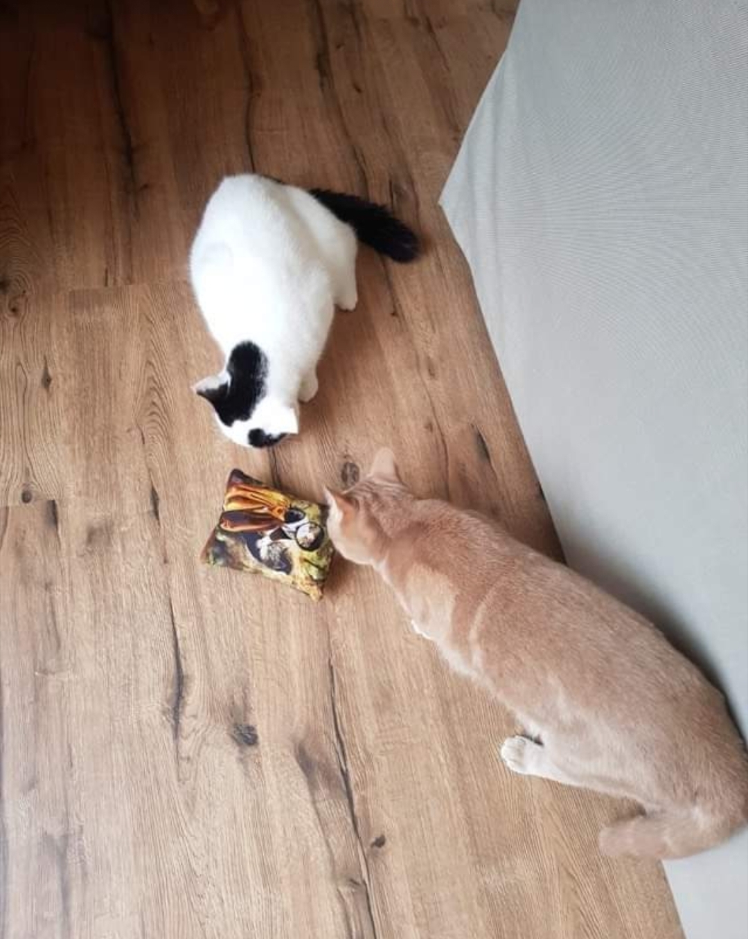 Pussolini™ Robin & Marian
