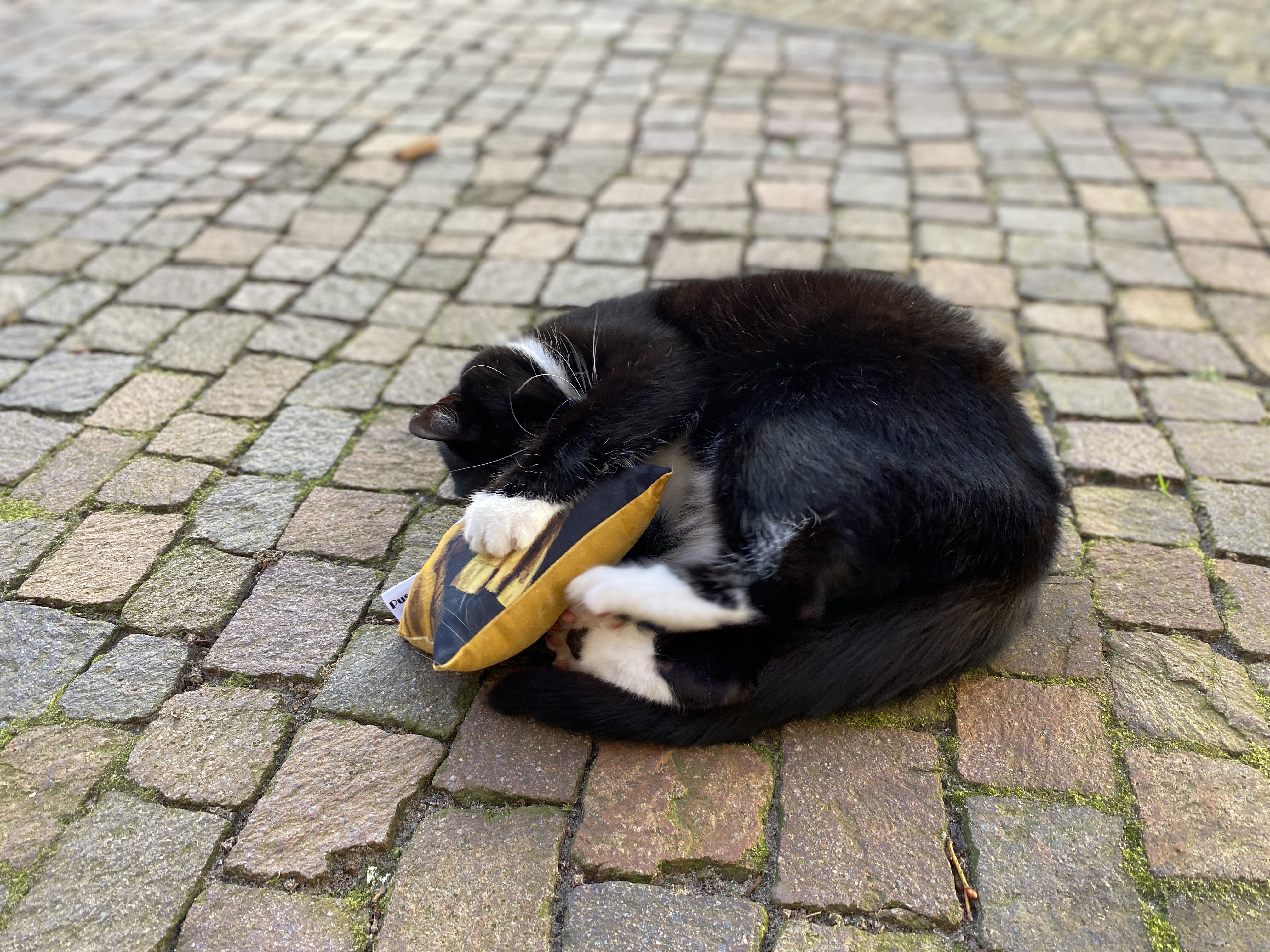 Pussolini™ Katja met de parel