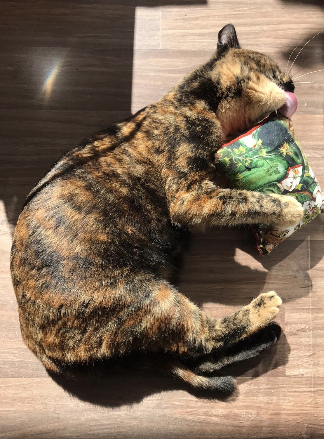 Pussolini™ Betty Botanica