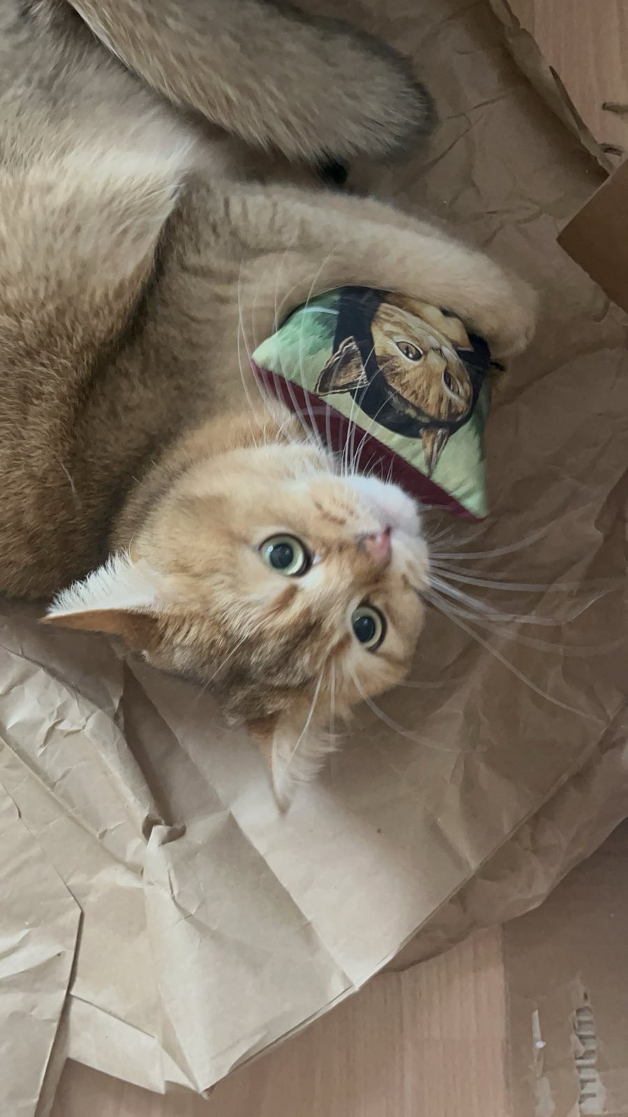 Pussolini™ Miauwa Lisa