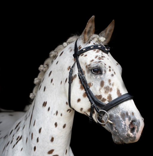 BF 2026 Limited Edition Portrait Knabstrupper "Pyxis av Drommarna" Preorder NIB