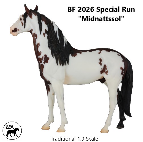 BF 2026 Special Run Murgese Stallion "Midnattssol" sabino-frame with blue eyes