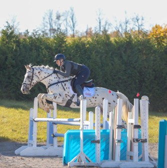 BF 2026 Limited Edition Portrait Knabstrupper "Pyxis av Drommarna" Preorder NIB