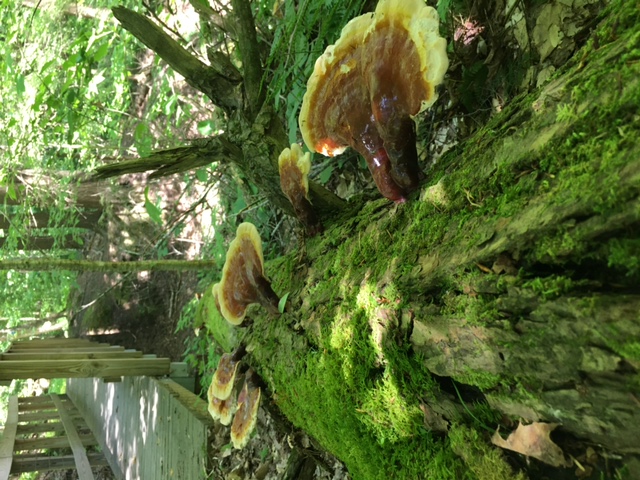 Reishi (Ganoderma Tsugae) Tincture - Double Extract