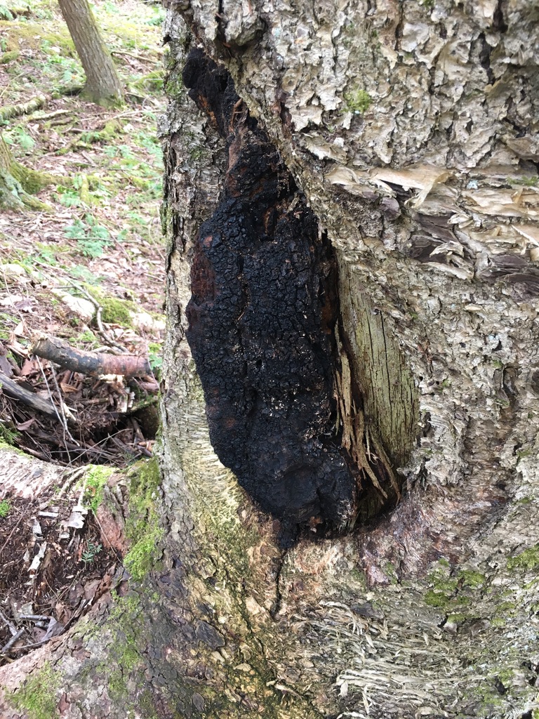 Chaga (Inonotus obliquus) Tincture - Double Extract