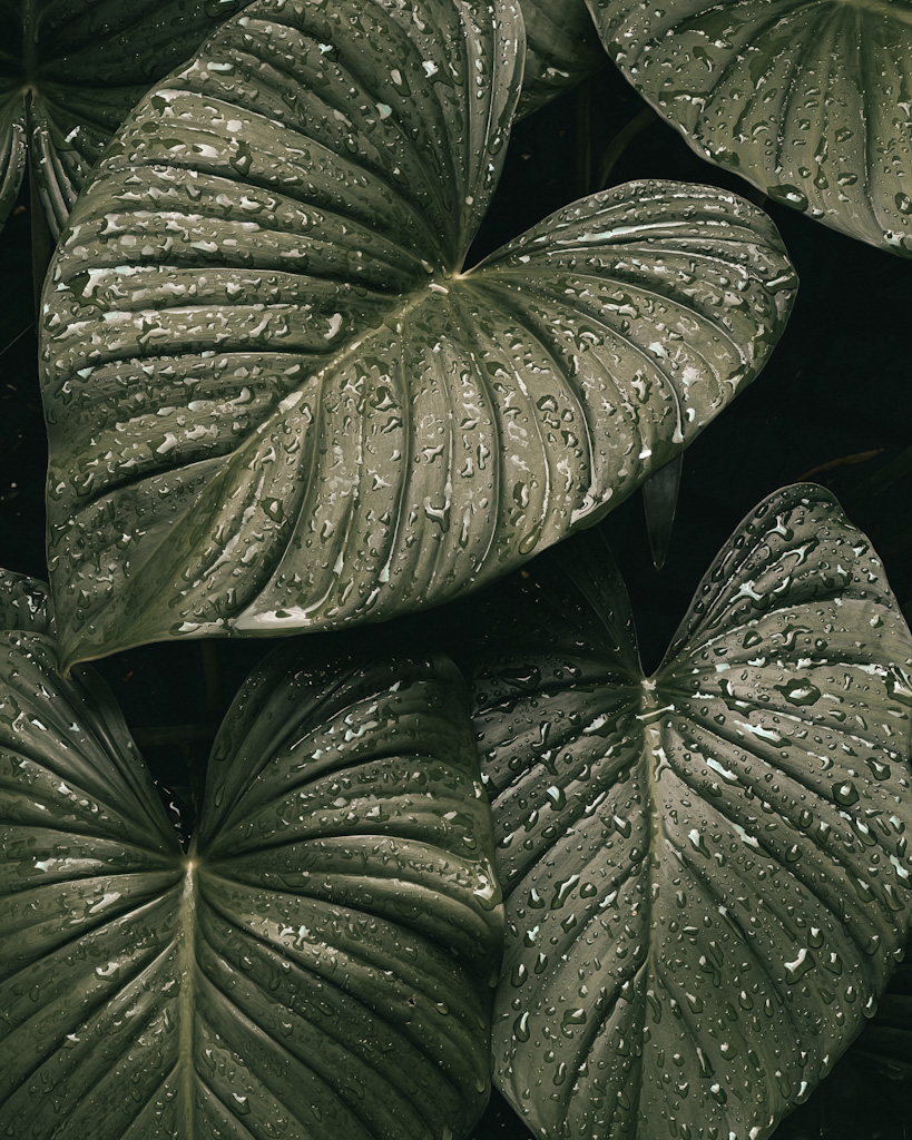 Tropical Presets (Mobile + Desktop)