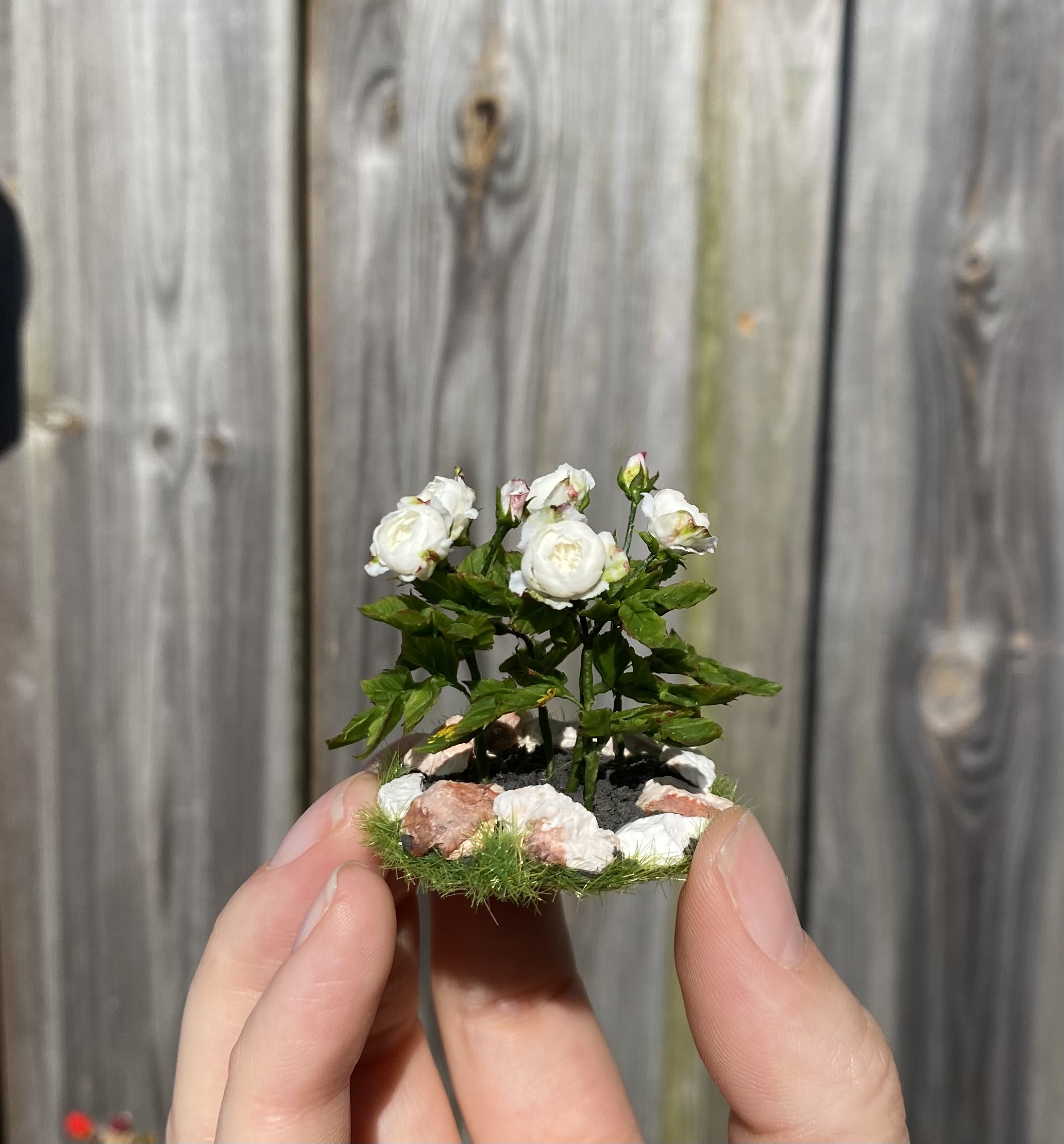 Roses for garden - TO ORDER