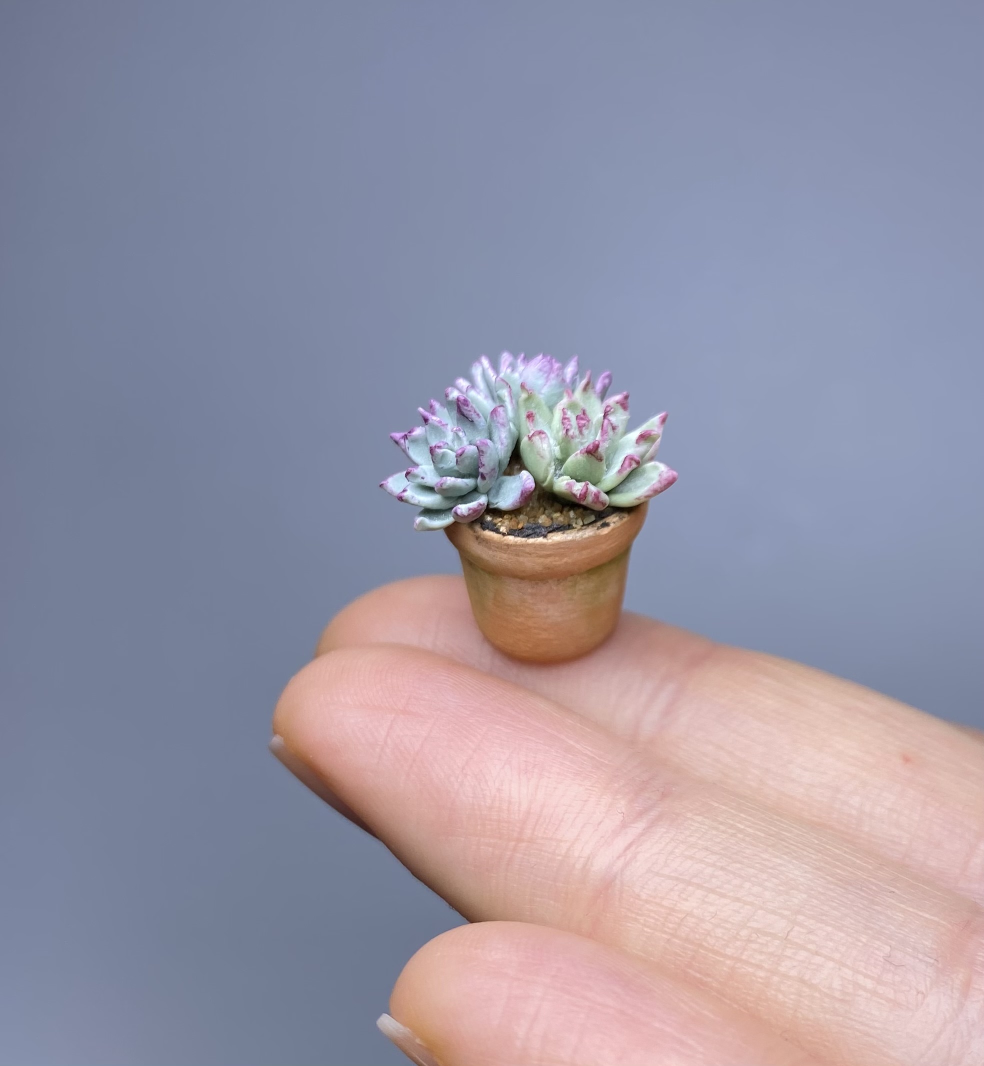 Succulents in a pot - TO ORDER