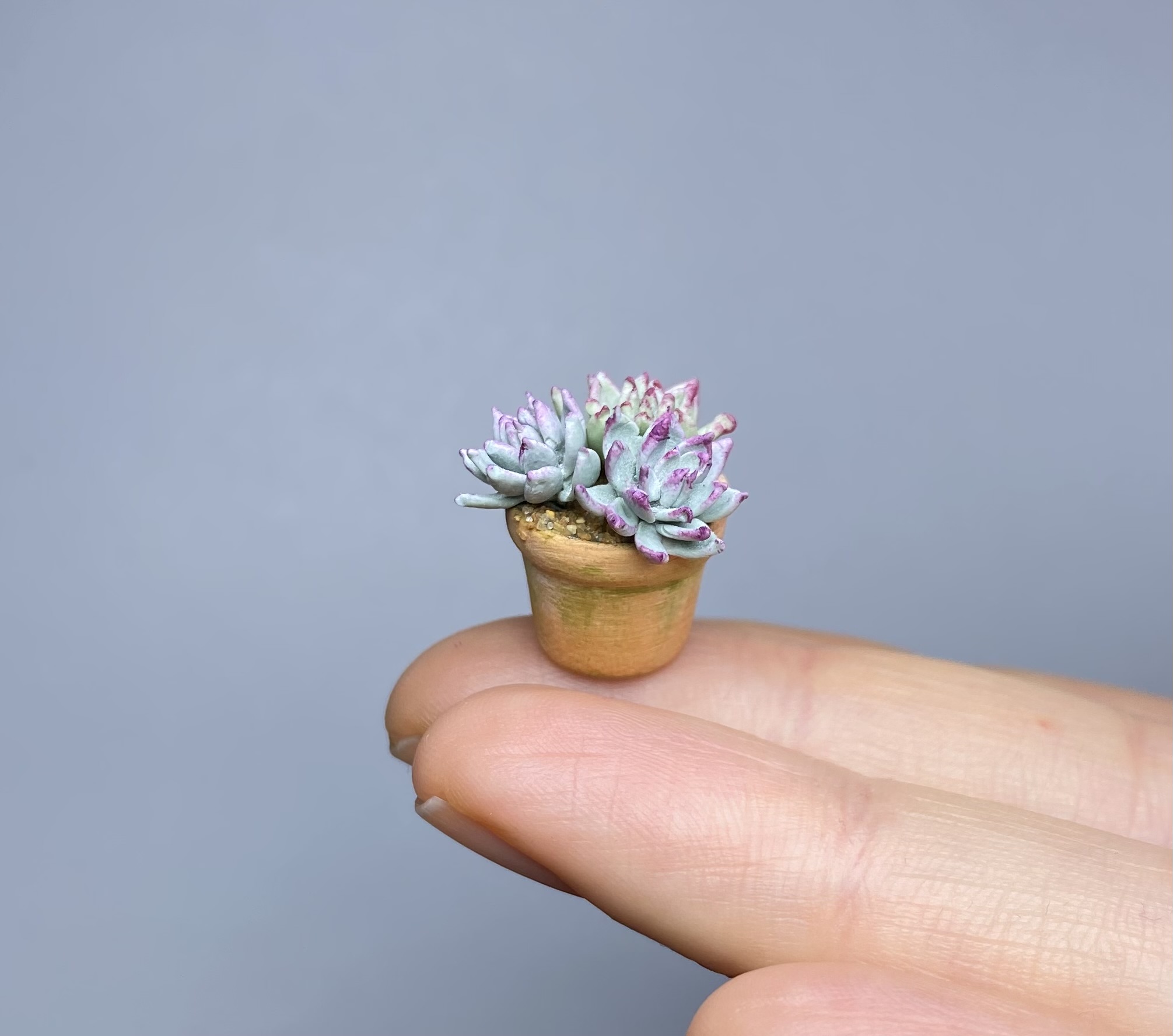 Succulents in a pot - TO ORDER