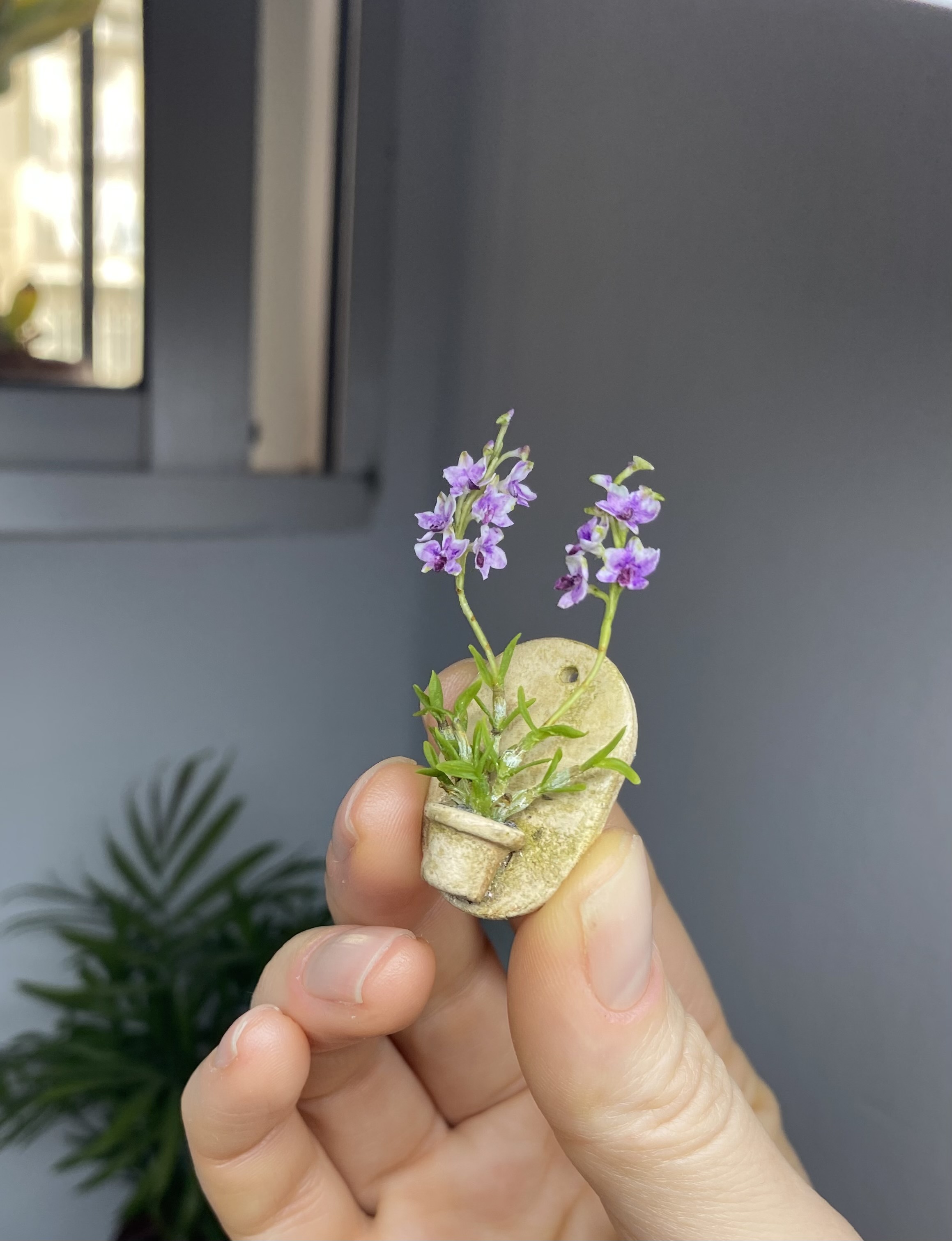 Orchid Dendrobium