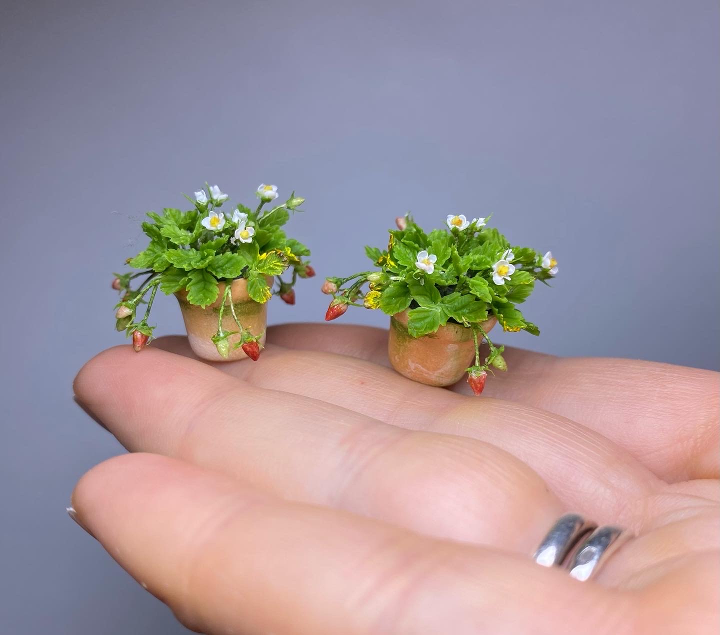 Strawberry in pot - TO ORDER