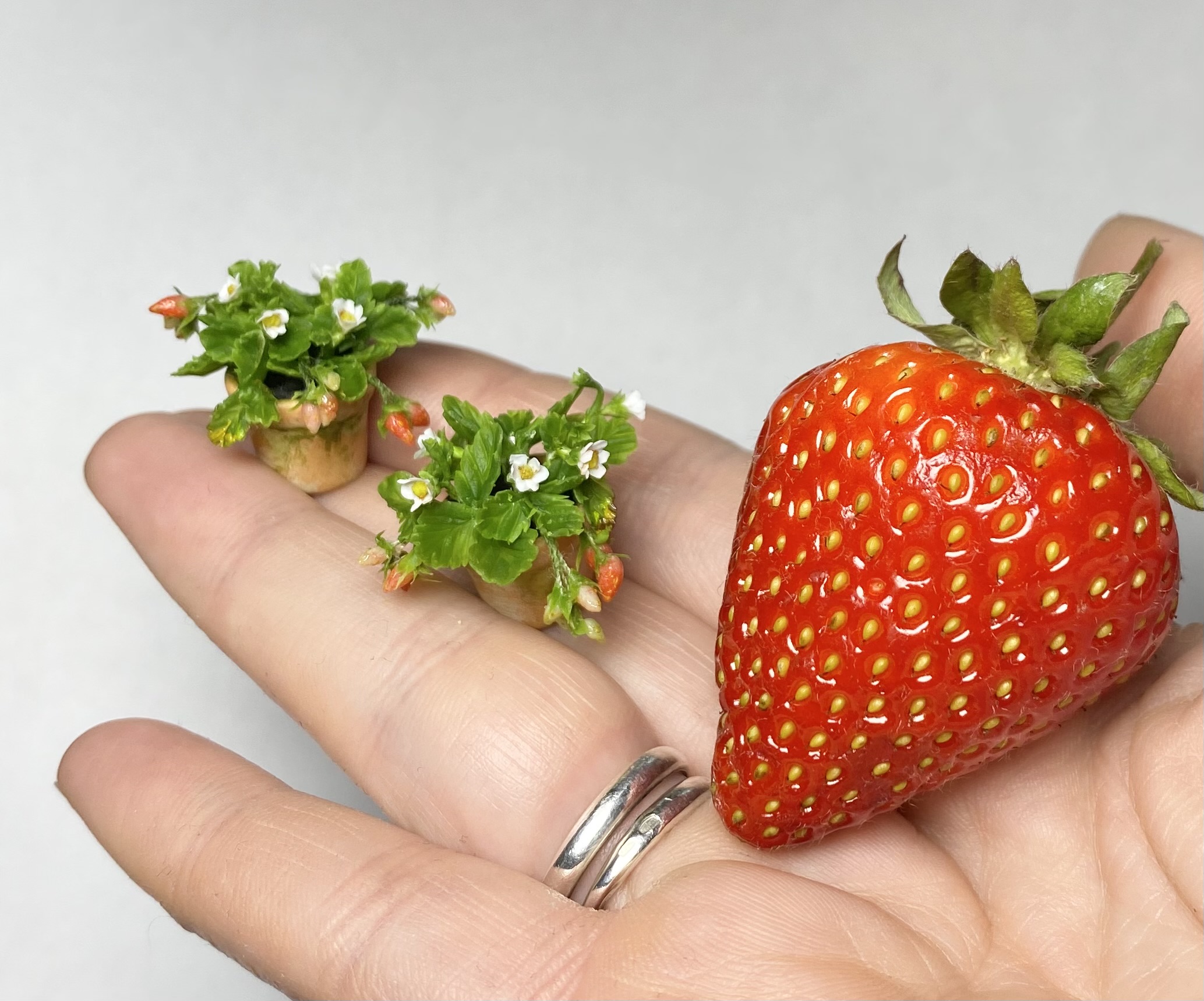 Strawberry in pot - TO ORDER