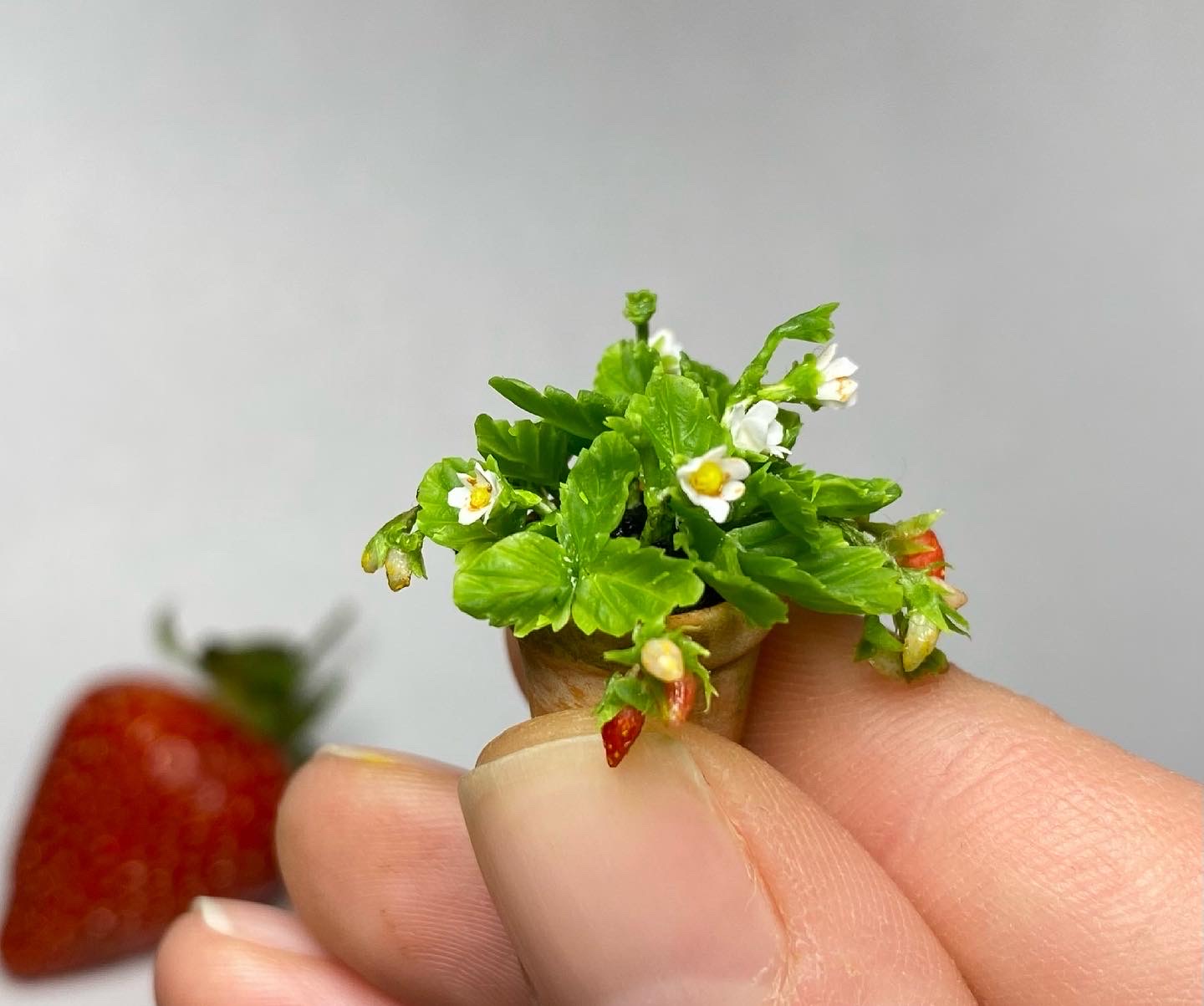 Strawberry in pot - TO ORDER